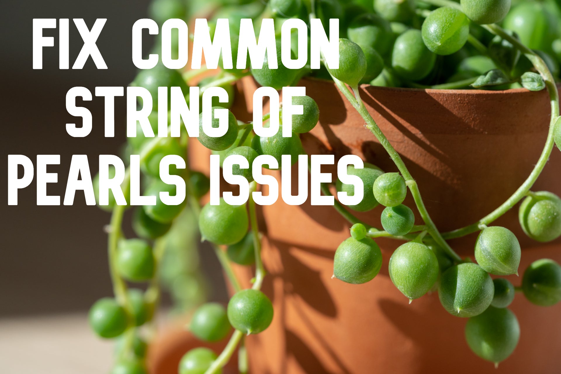 how to fix common string of pearls issues