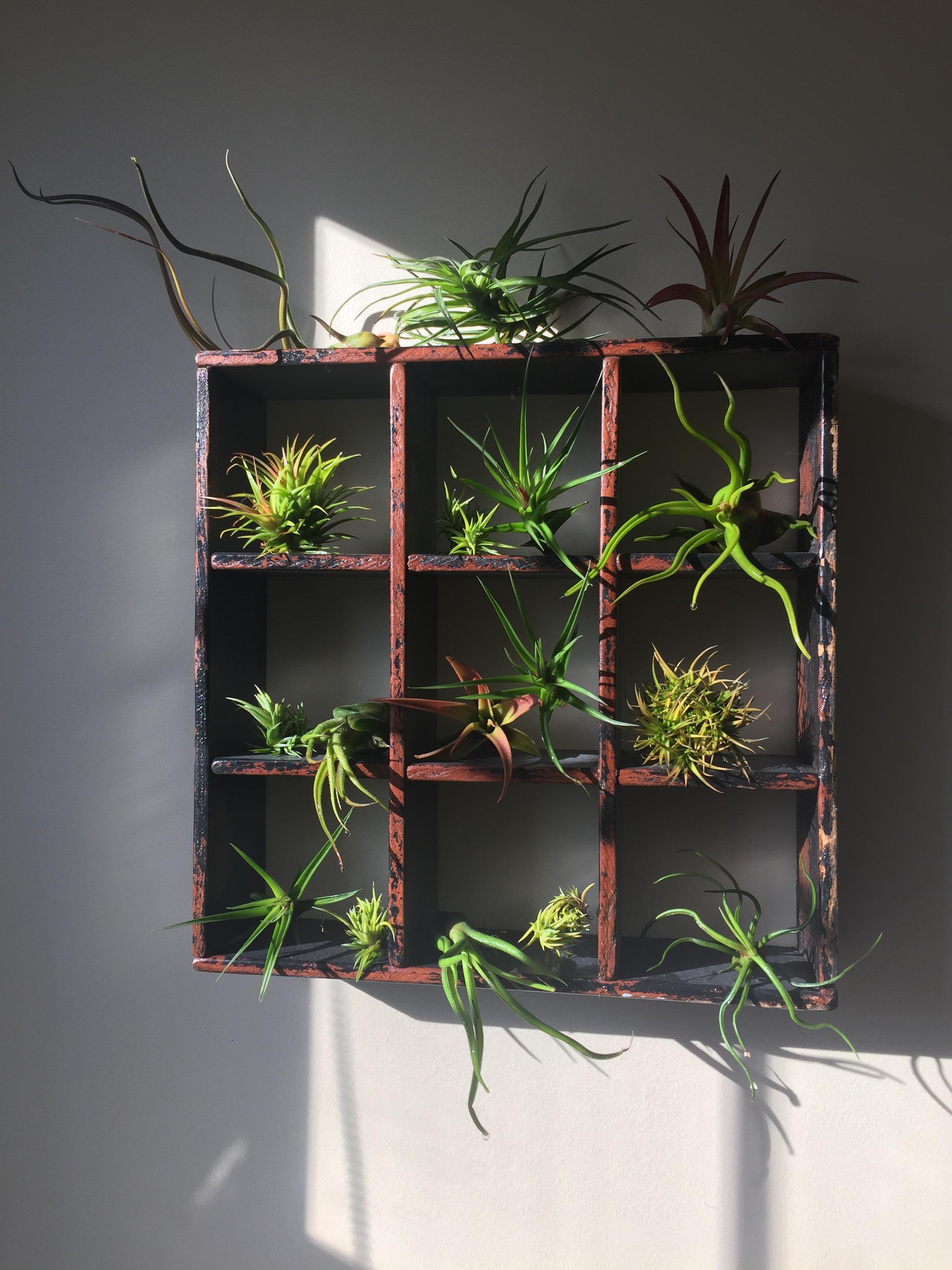 air plants collection on wooden shelf