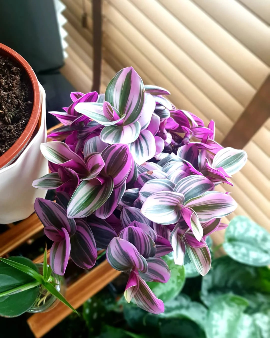 tradescantia nanouk purple house plant