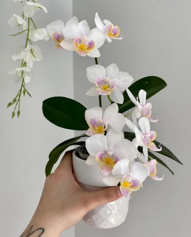 white flowers plant indoor