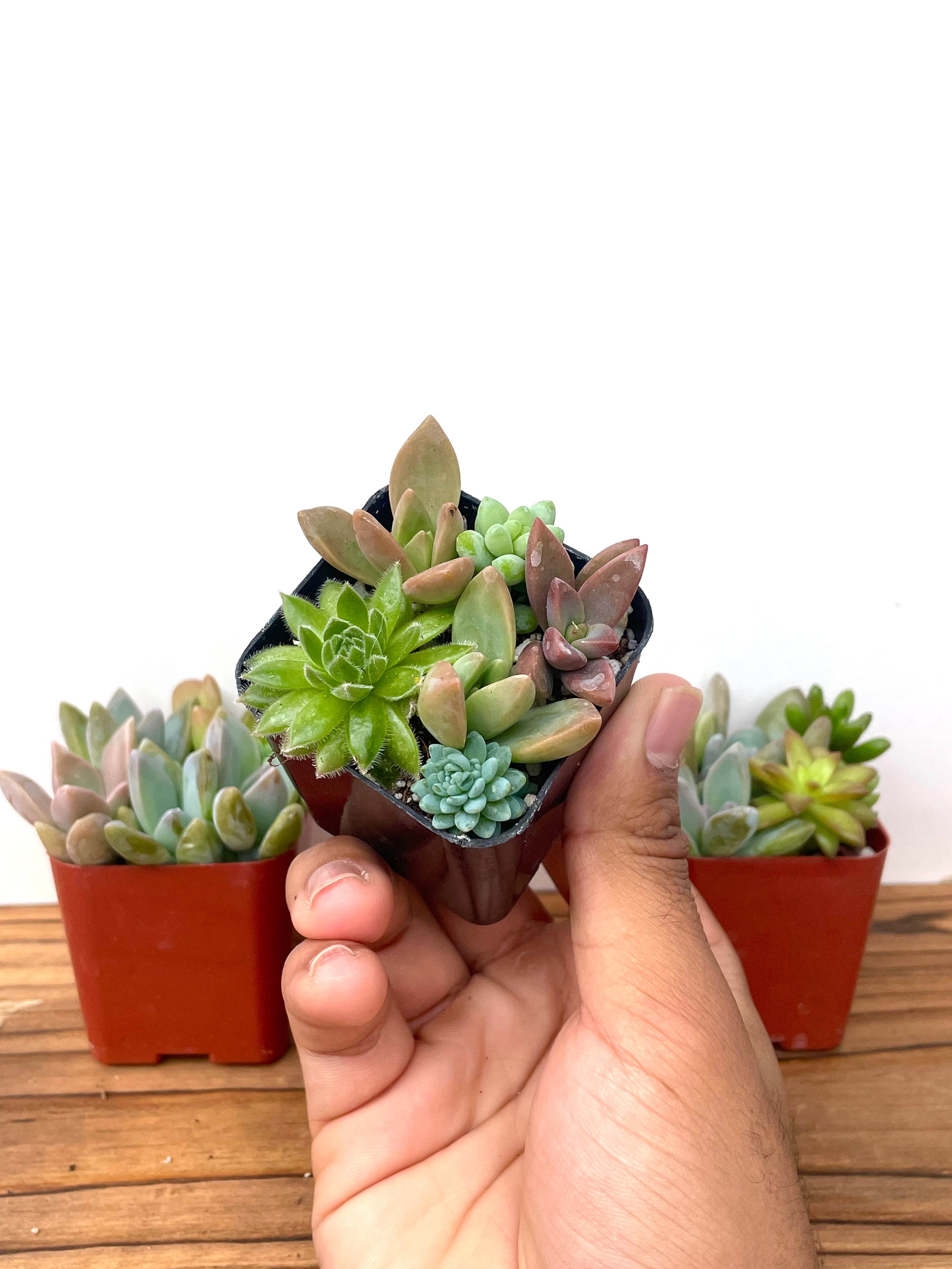 Mini Succulents