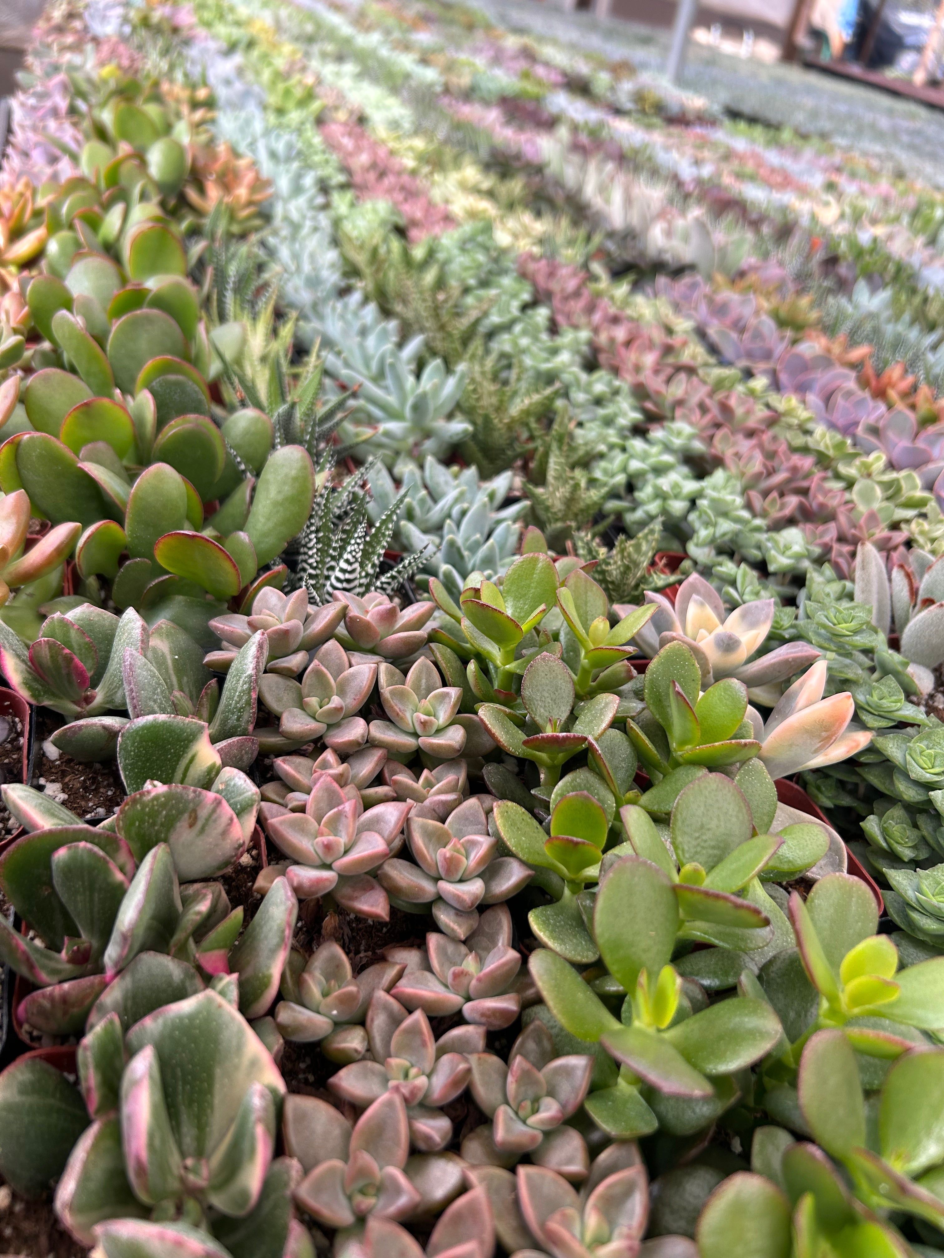 wave of colorful succulents party favors