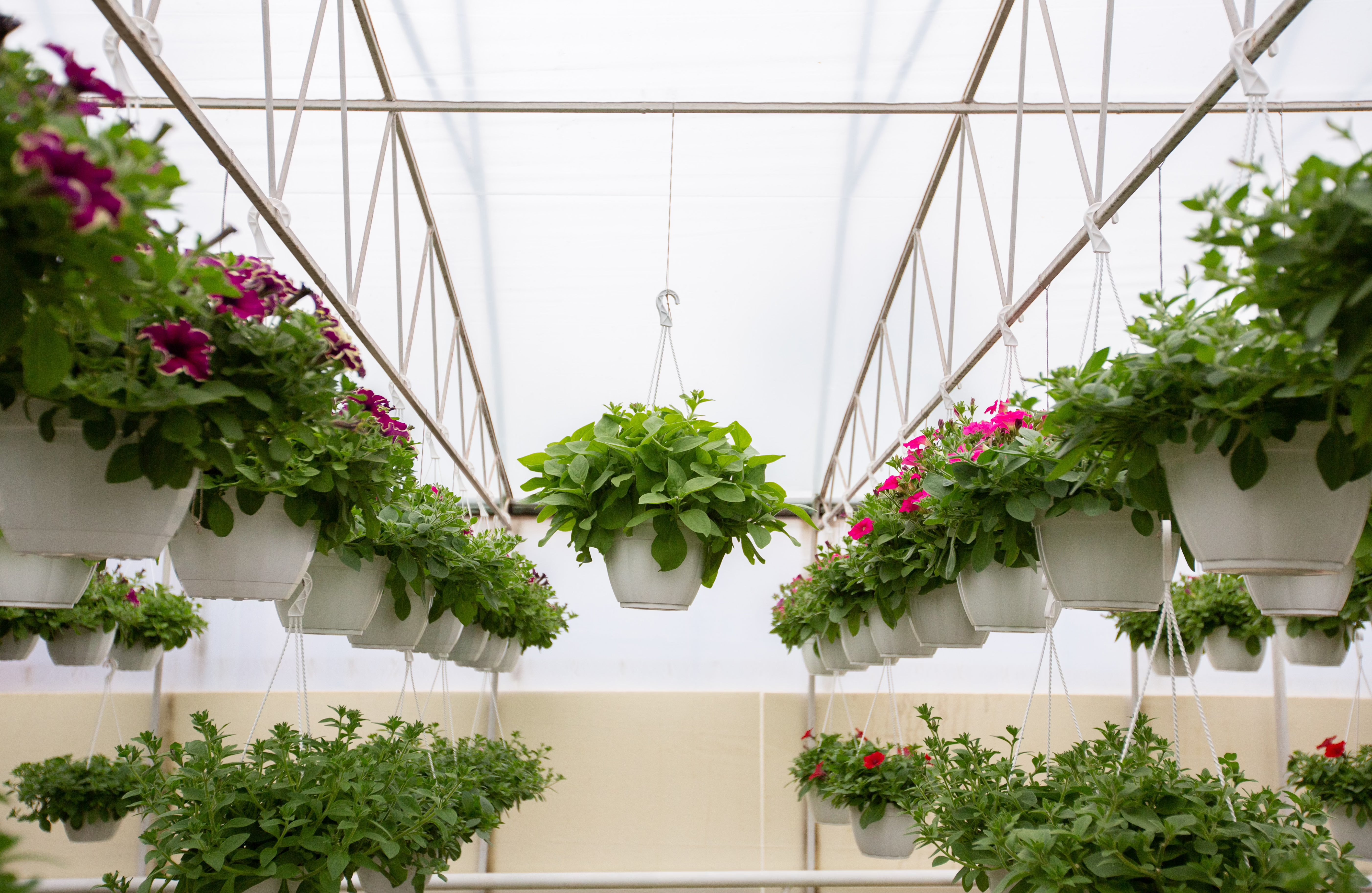 hanging house plants in greenhouse