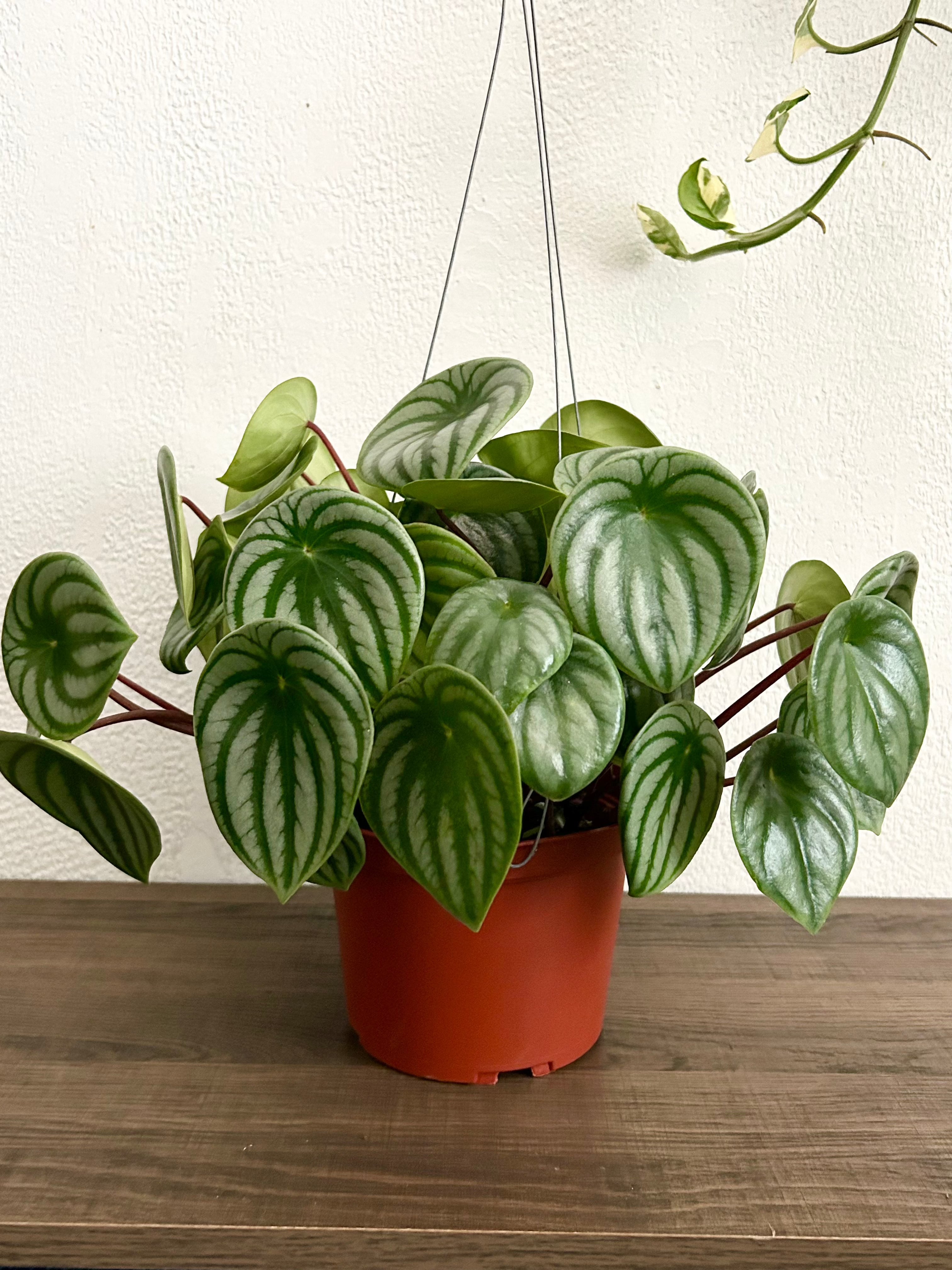 peperomia watermelon plant