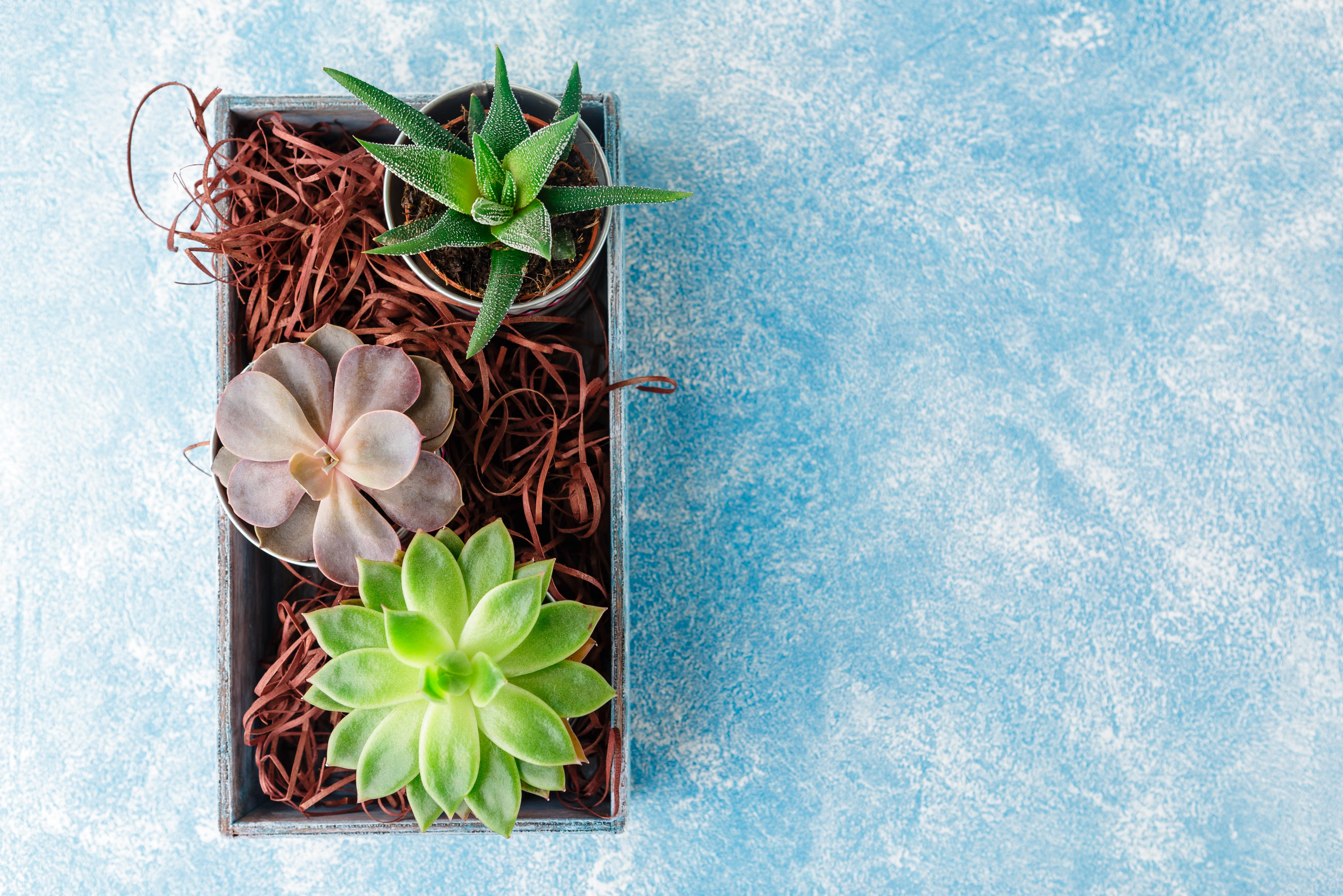 succulent gift on table