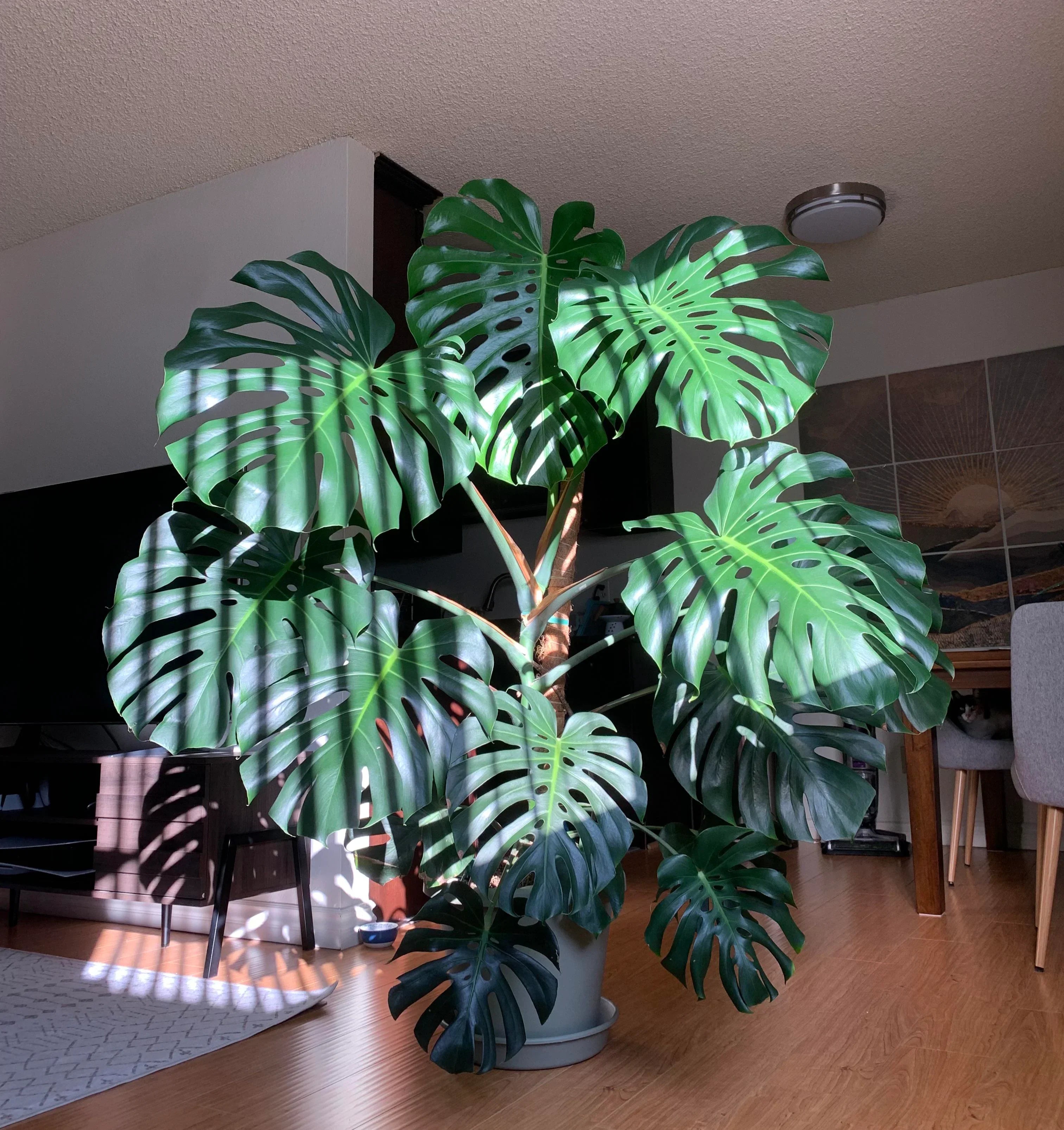 huge monstera split leaf house plant