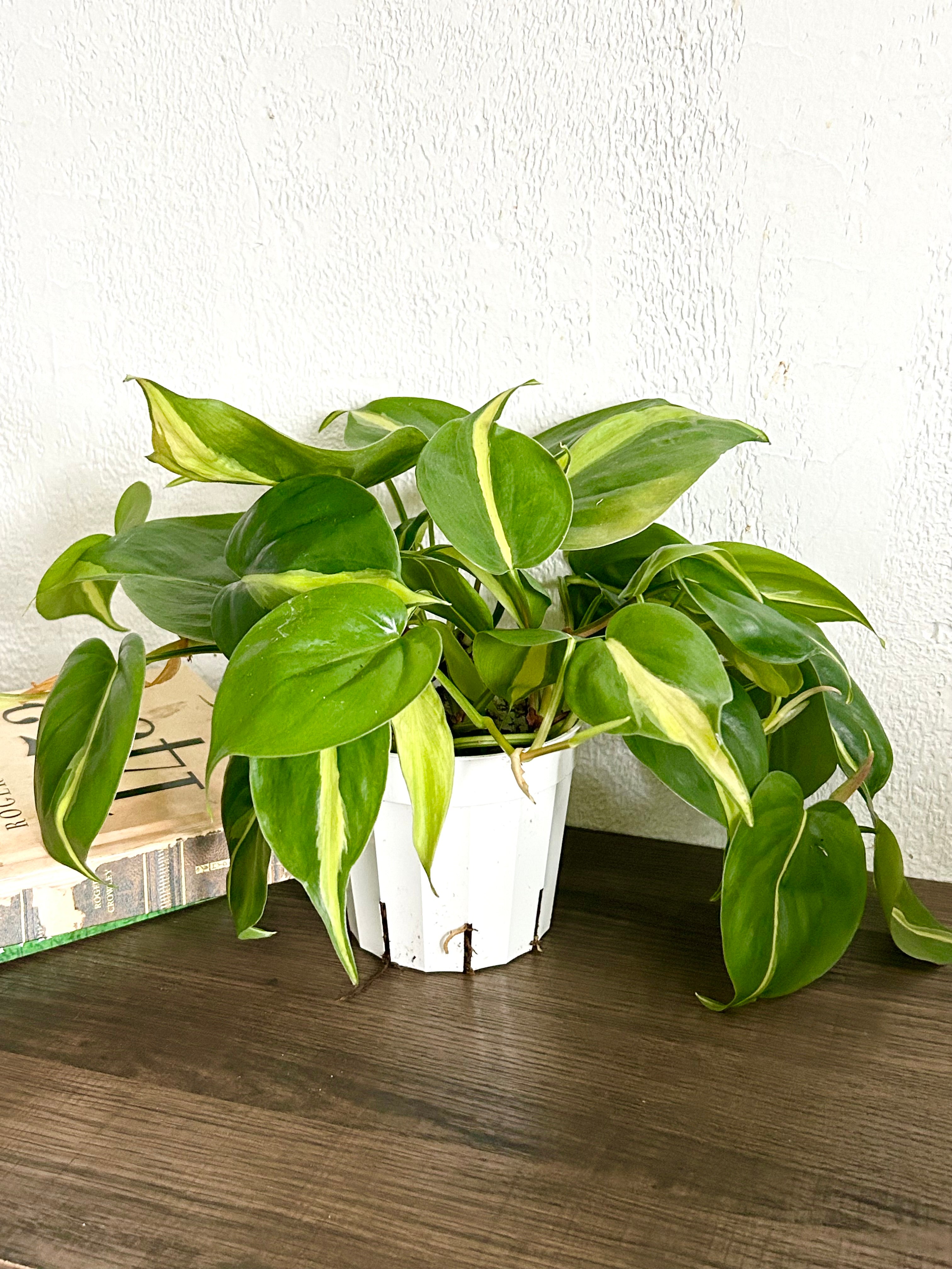 Philodendron Brasil