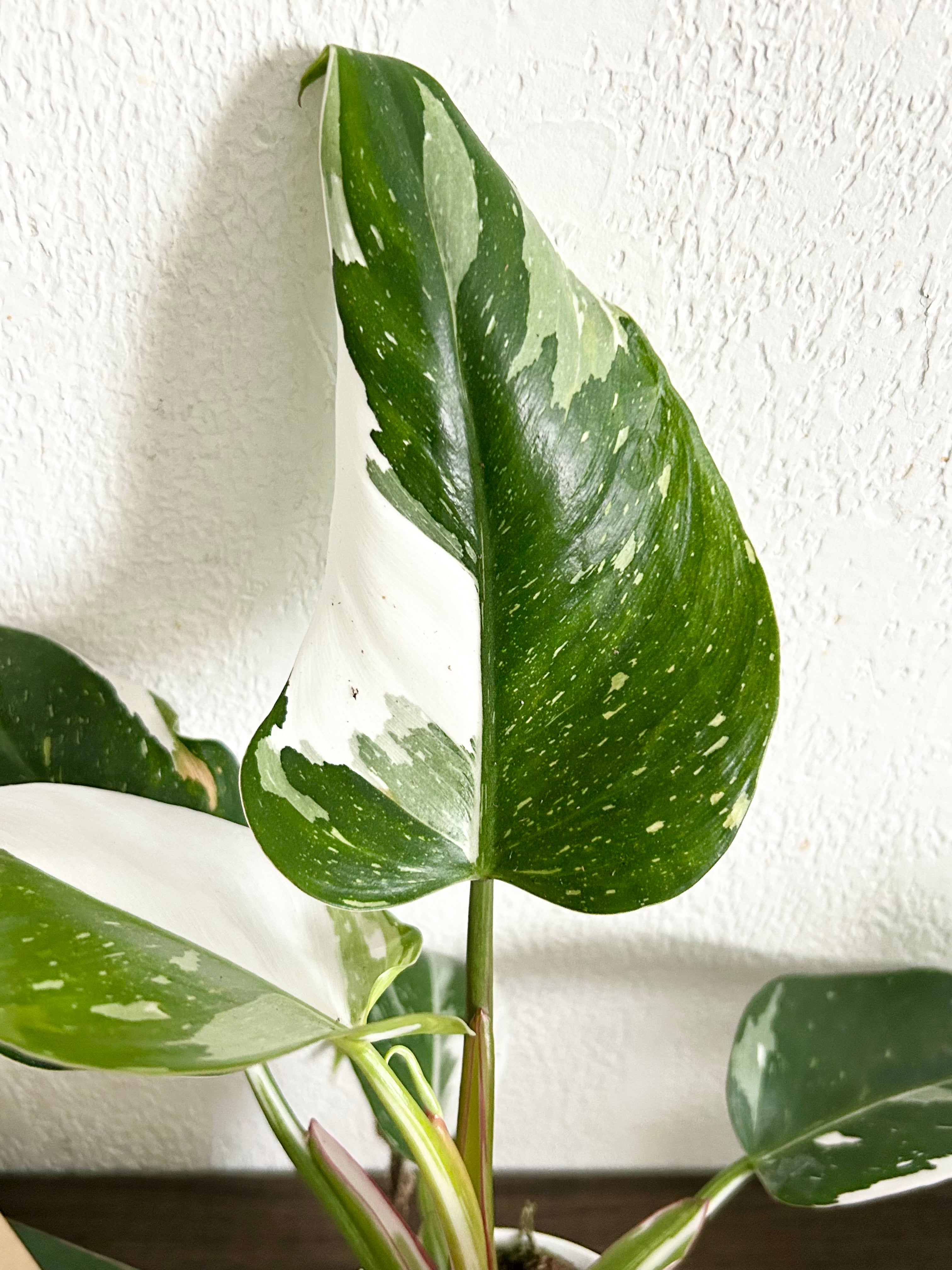 Rare Philodendron White Wizard