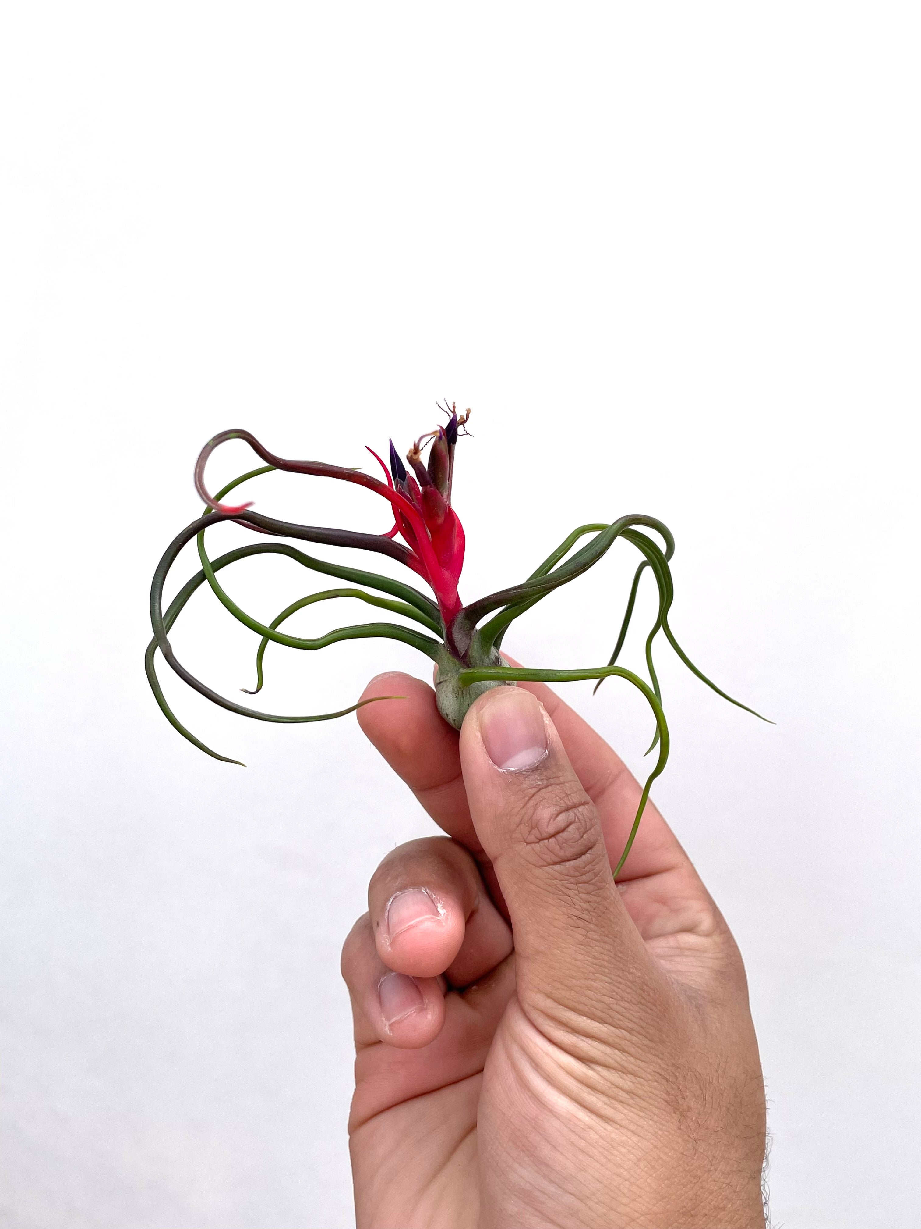 3 Pack “Red Spider” Tillandsia Bulbosa Air Plant