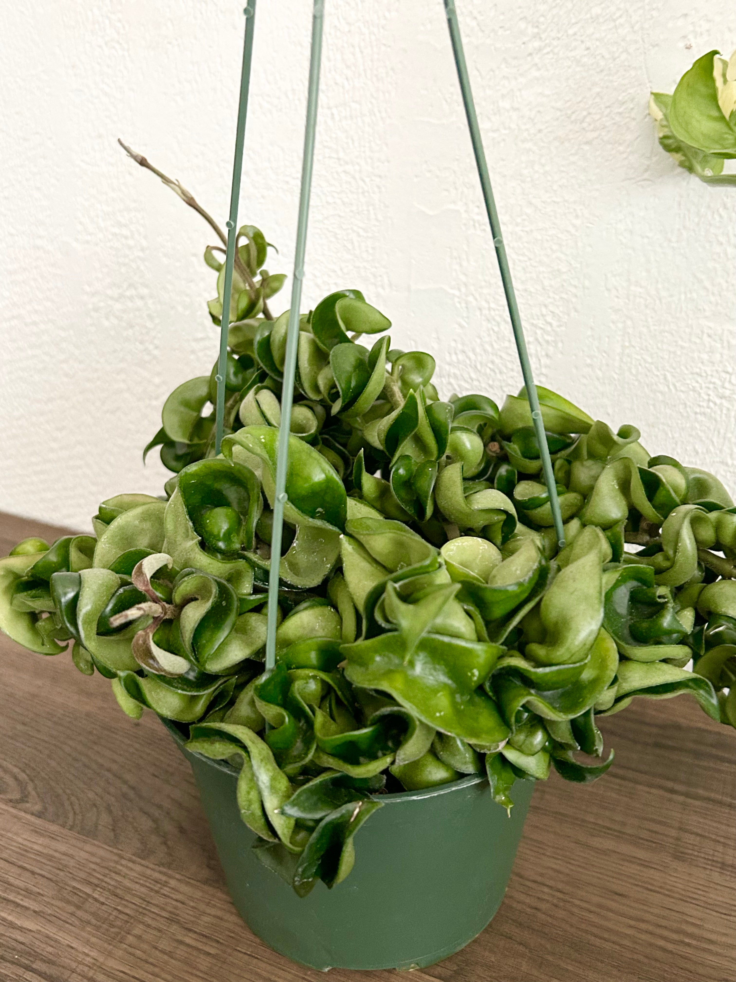 Hoya Compacta “Hindu Rope” House Plant - In 6” Hanging Plant