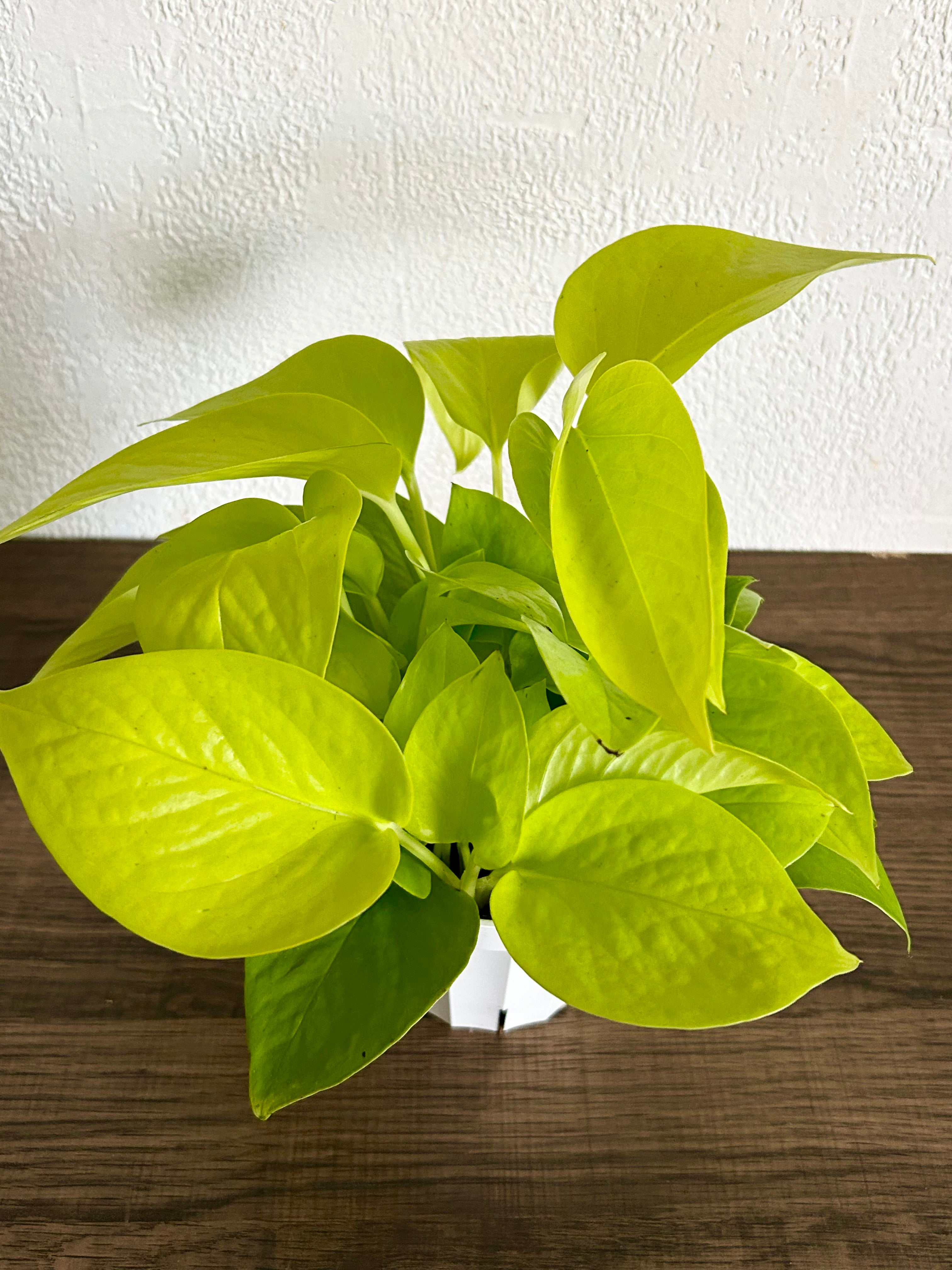 Pothos Neon