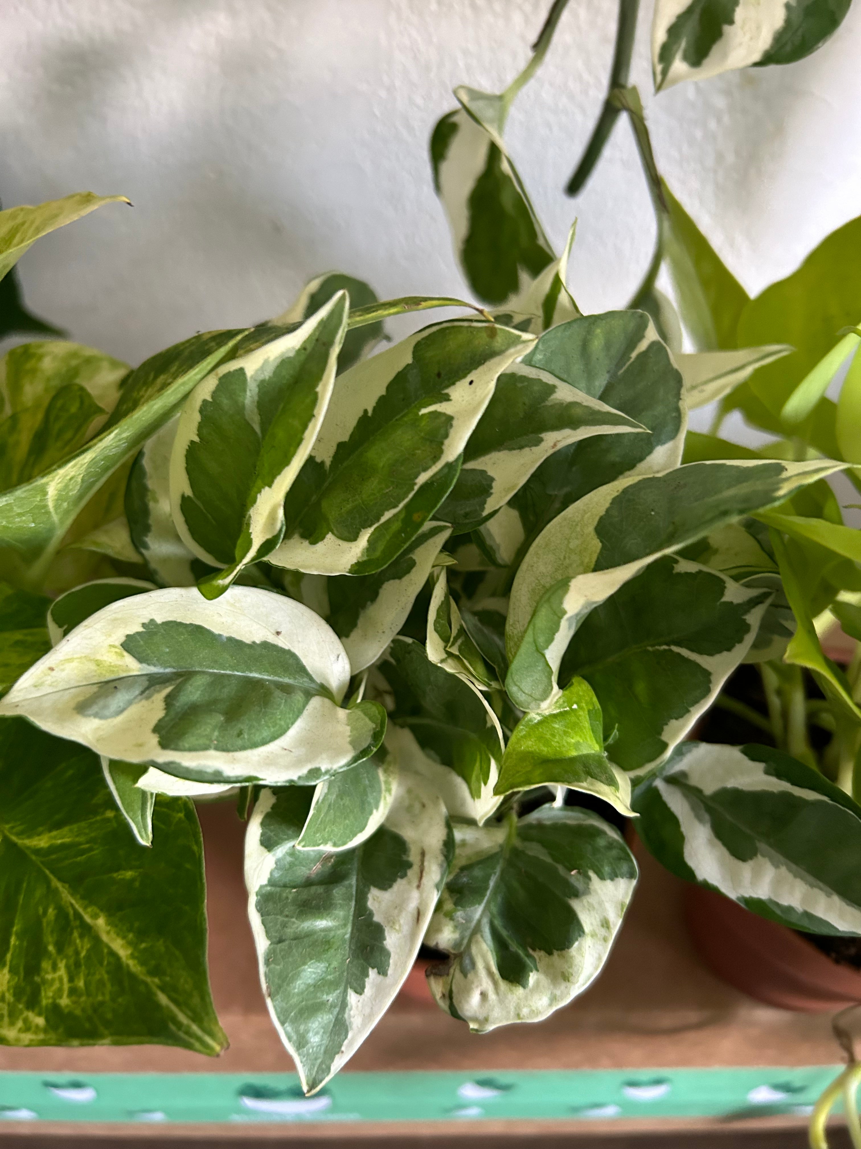 Pothos Variety Pack - 3 Assorted Plants