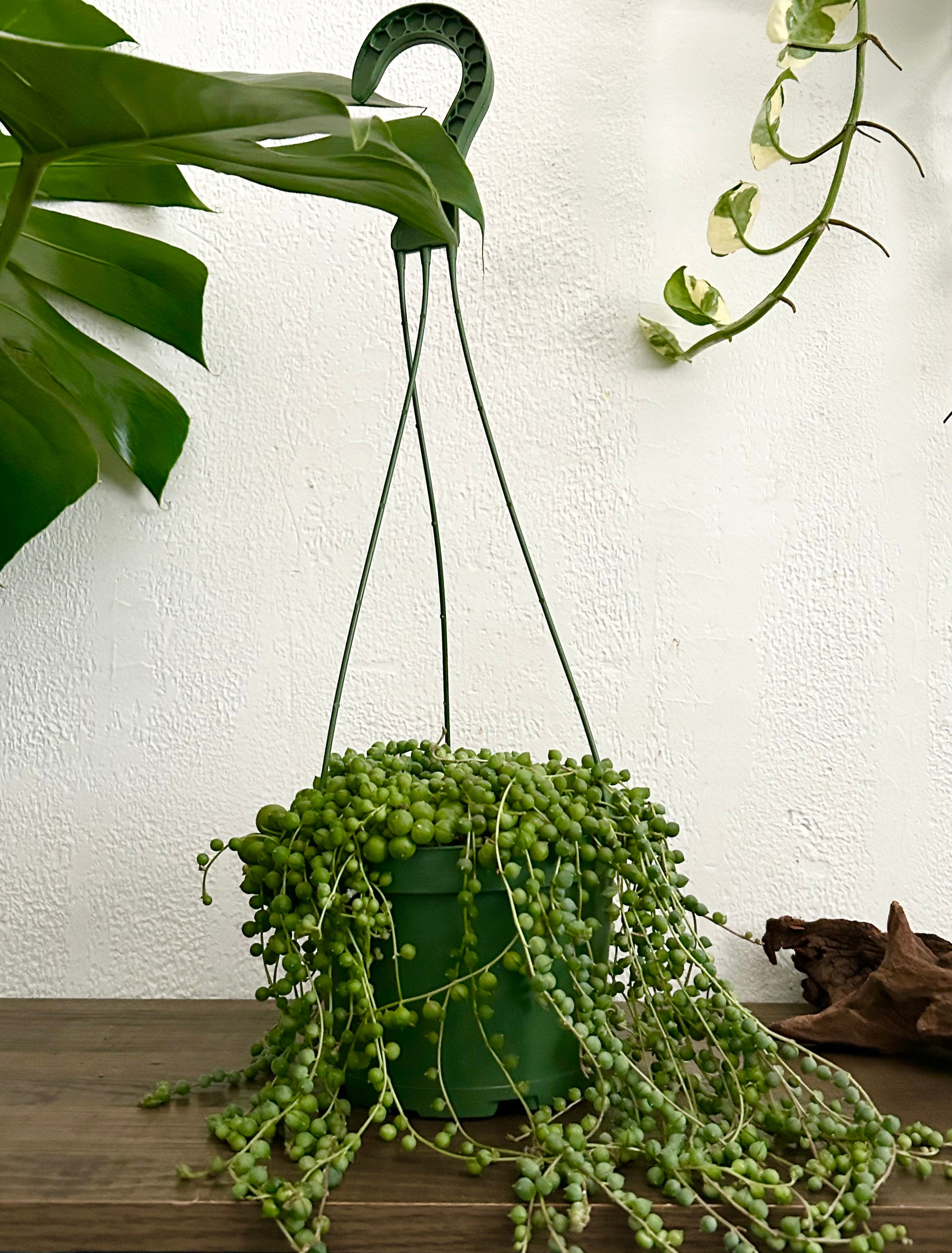 String of Pearls Succulent In 6” Hanging Pot