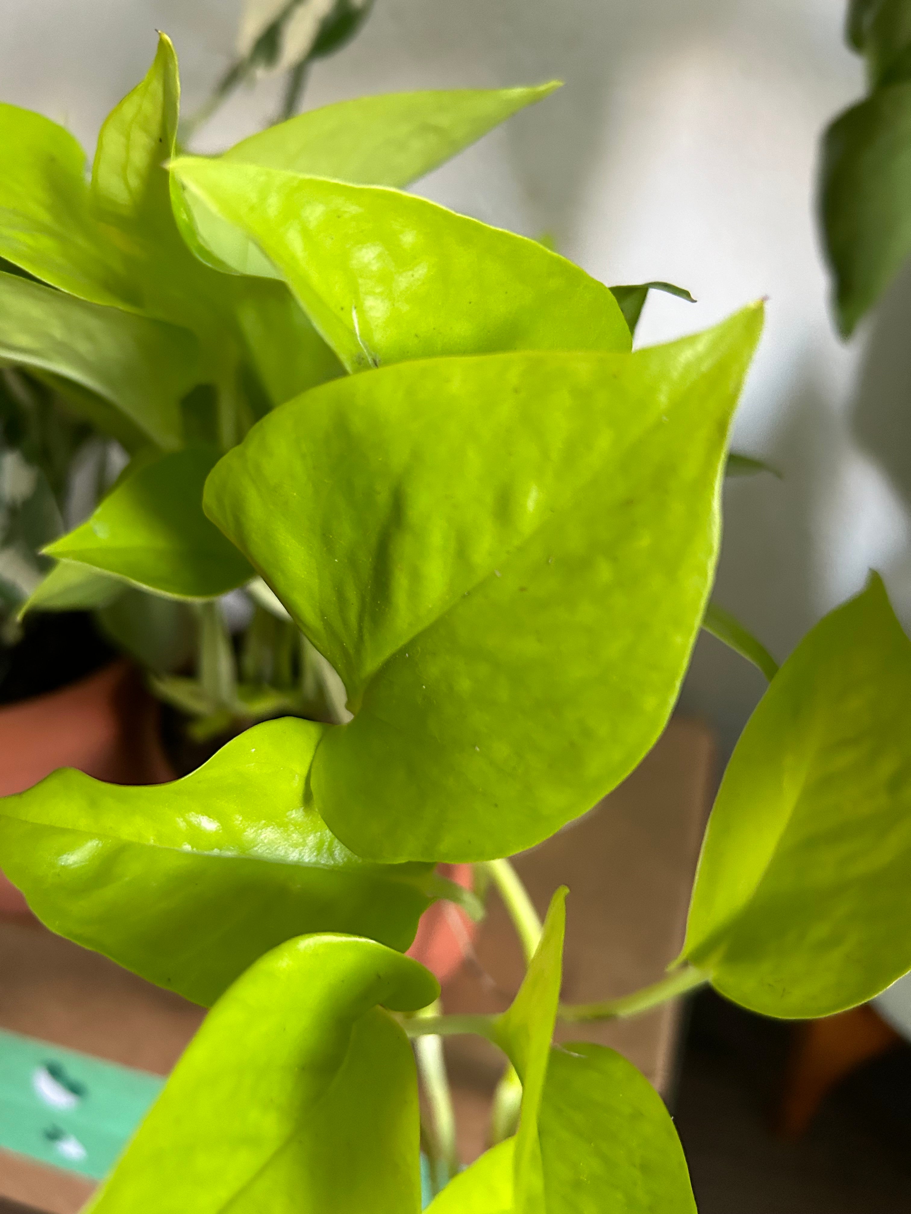 Pothos Variety Pack - 3 Assorted Plants