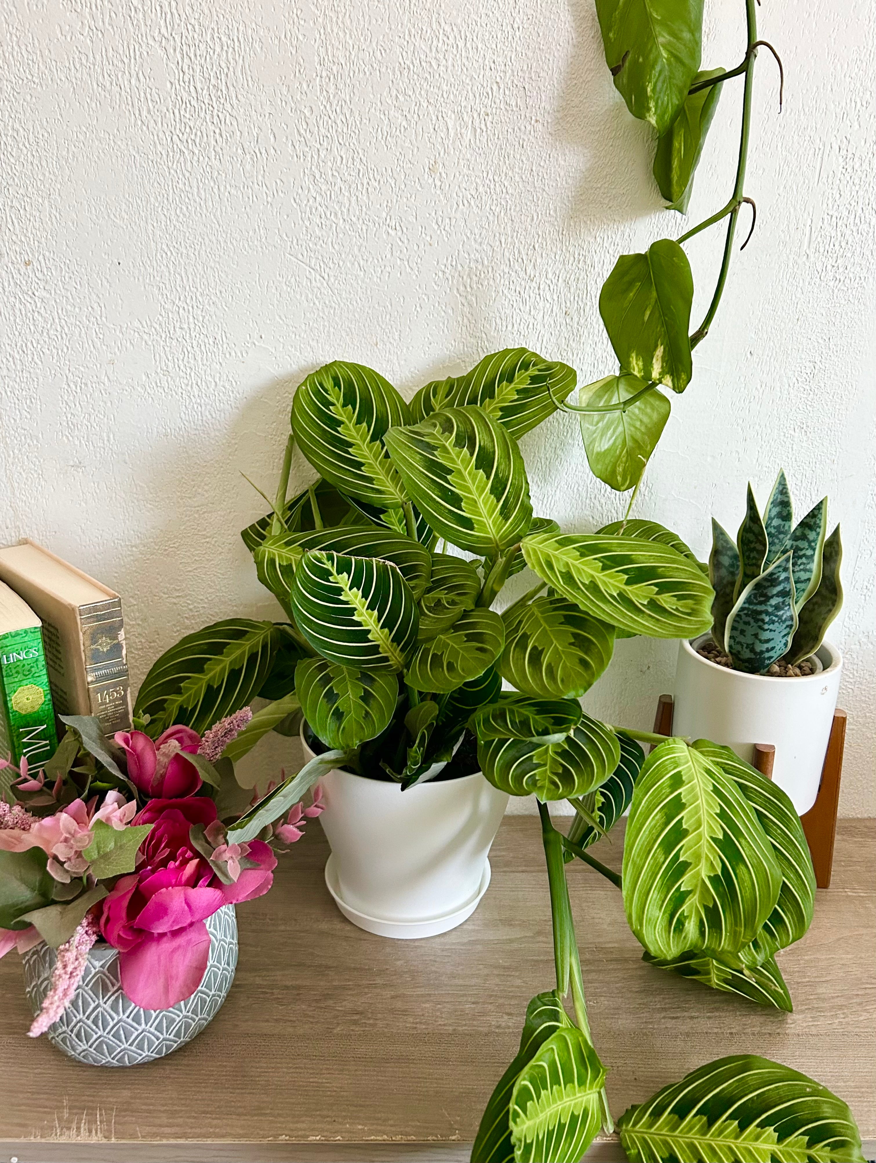 Large Maranta Lemon Lime Prayer Plant