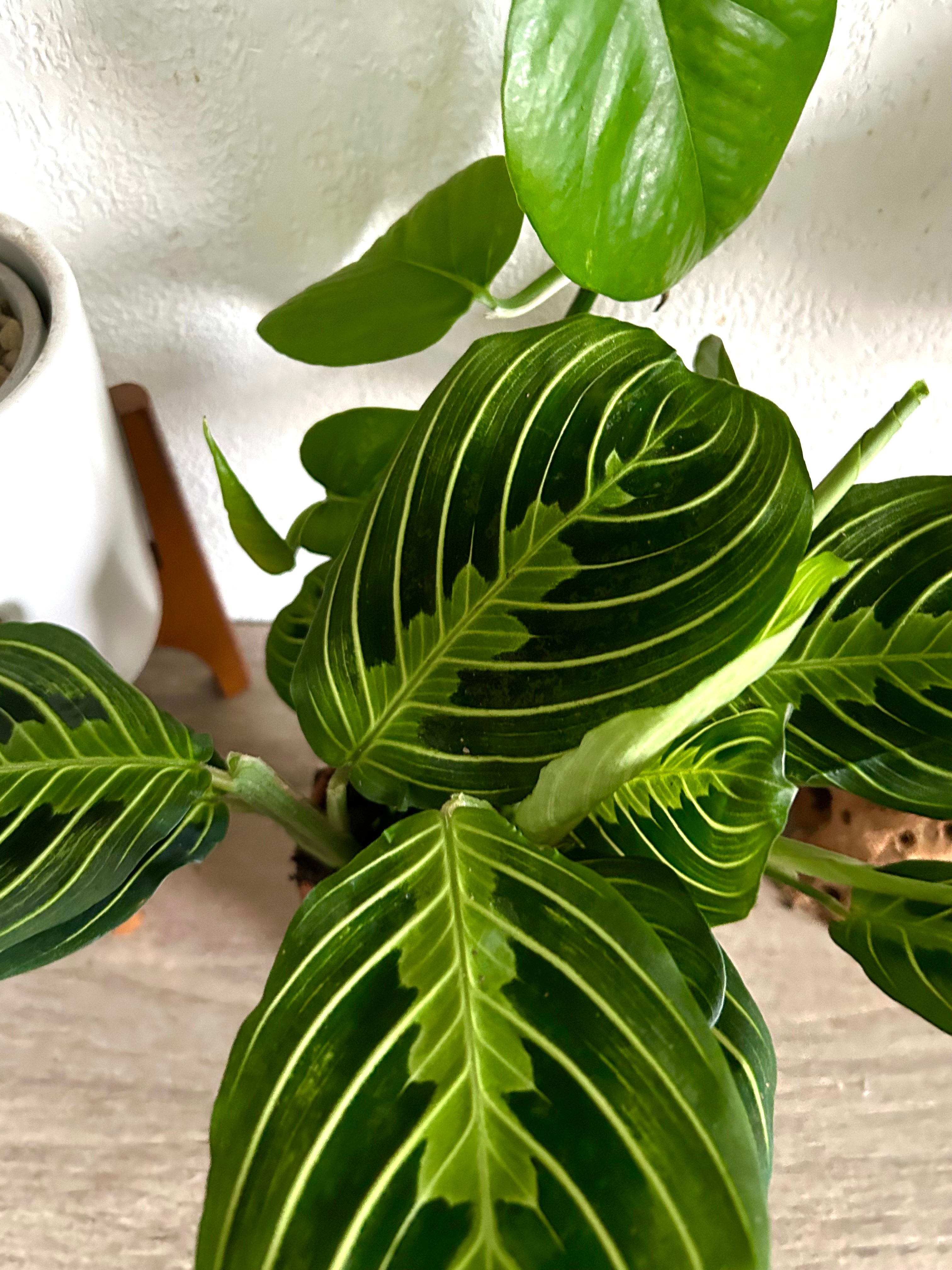 Maranta Lemon Lime