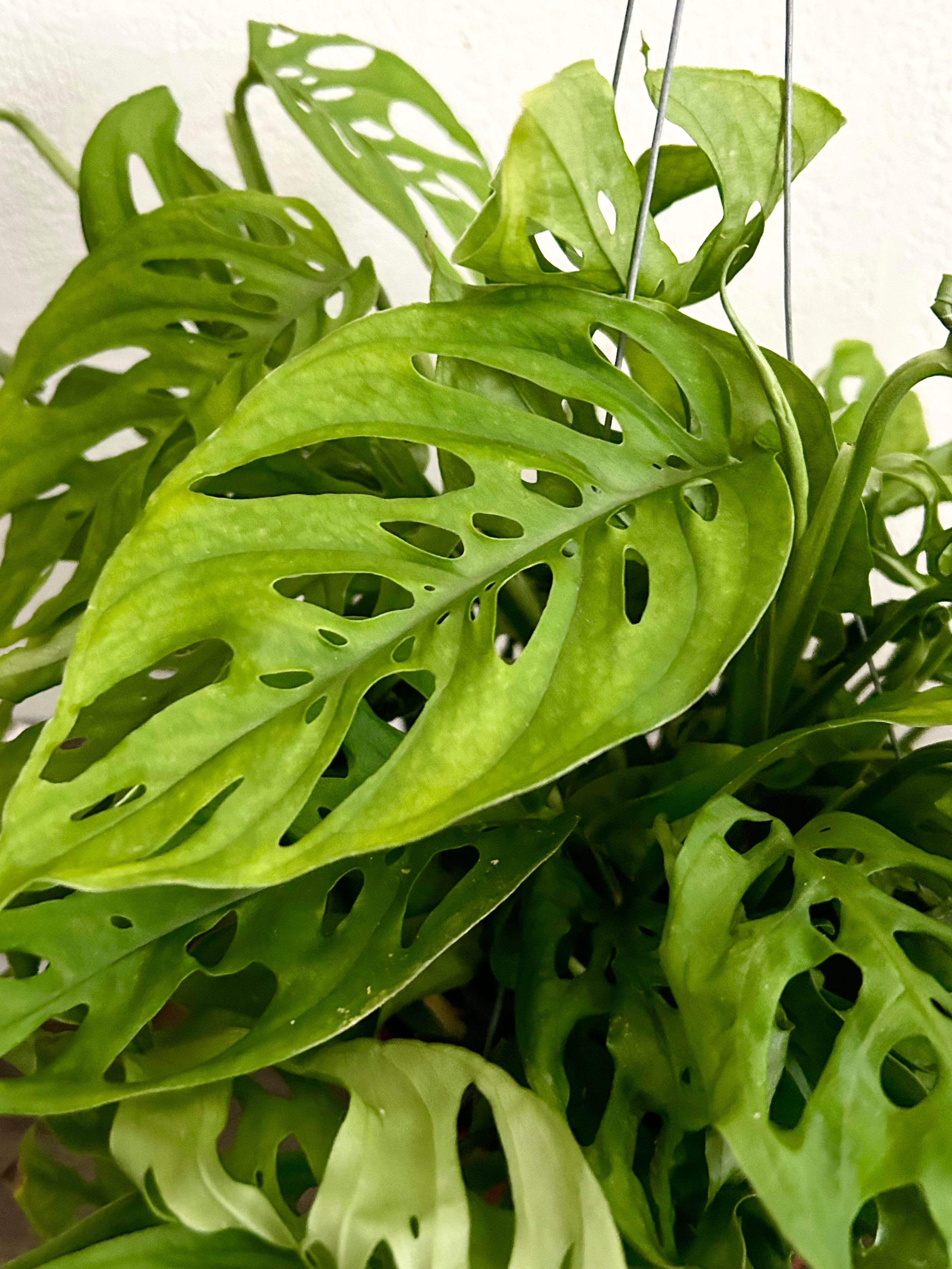 Monstera Andonsonii Live Trailing Plant In 6” Hanging Pot