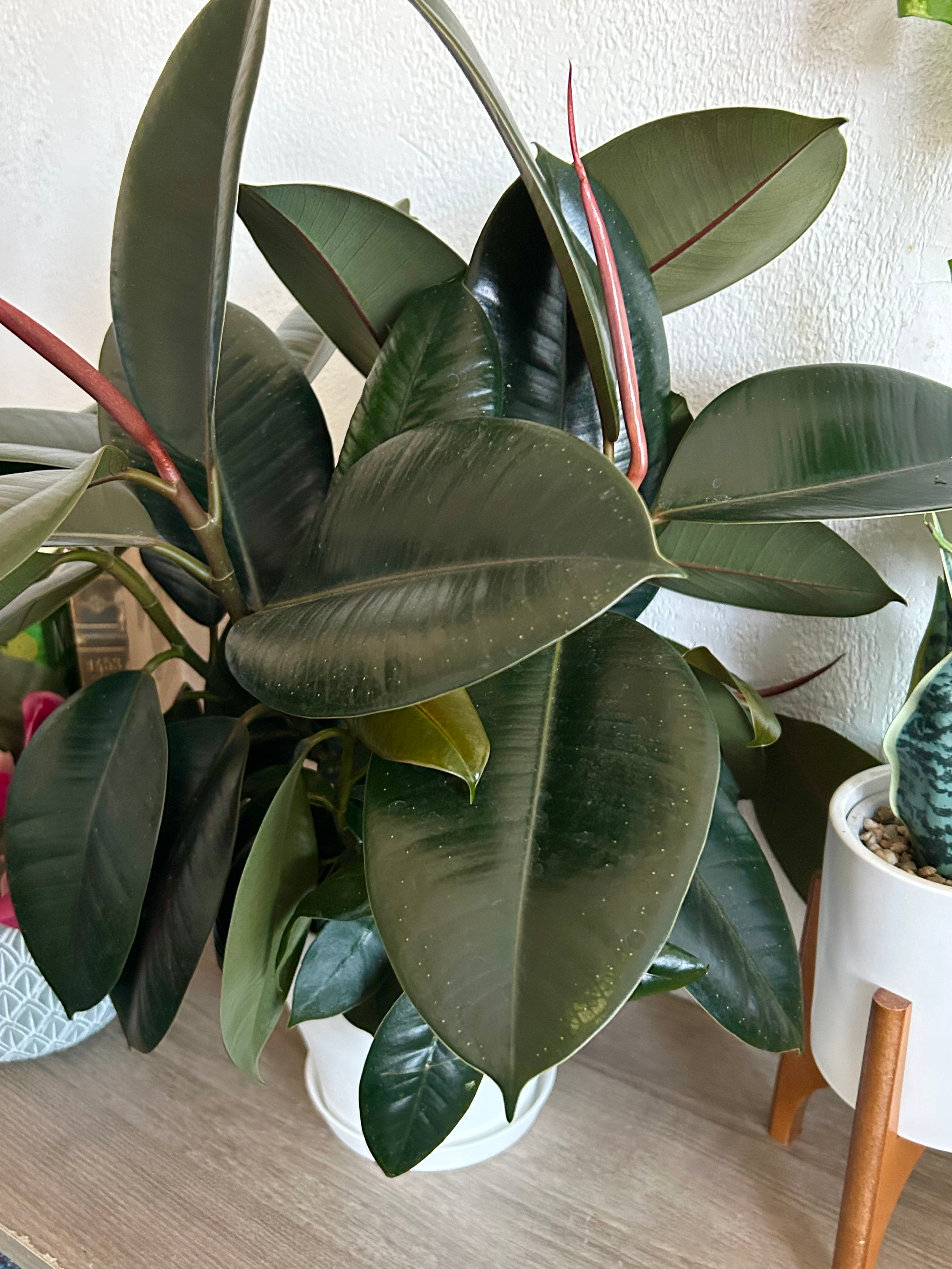 Ficus Elastica, Burgandy “Rubber Tree”