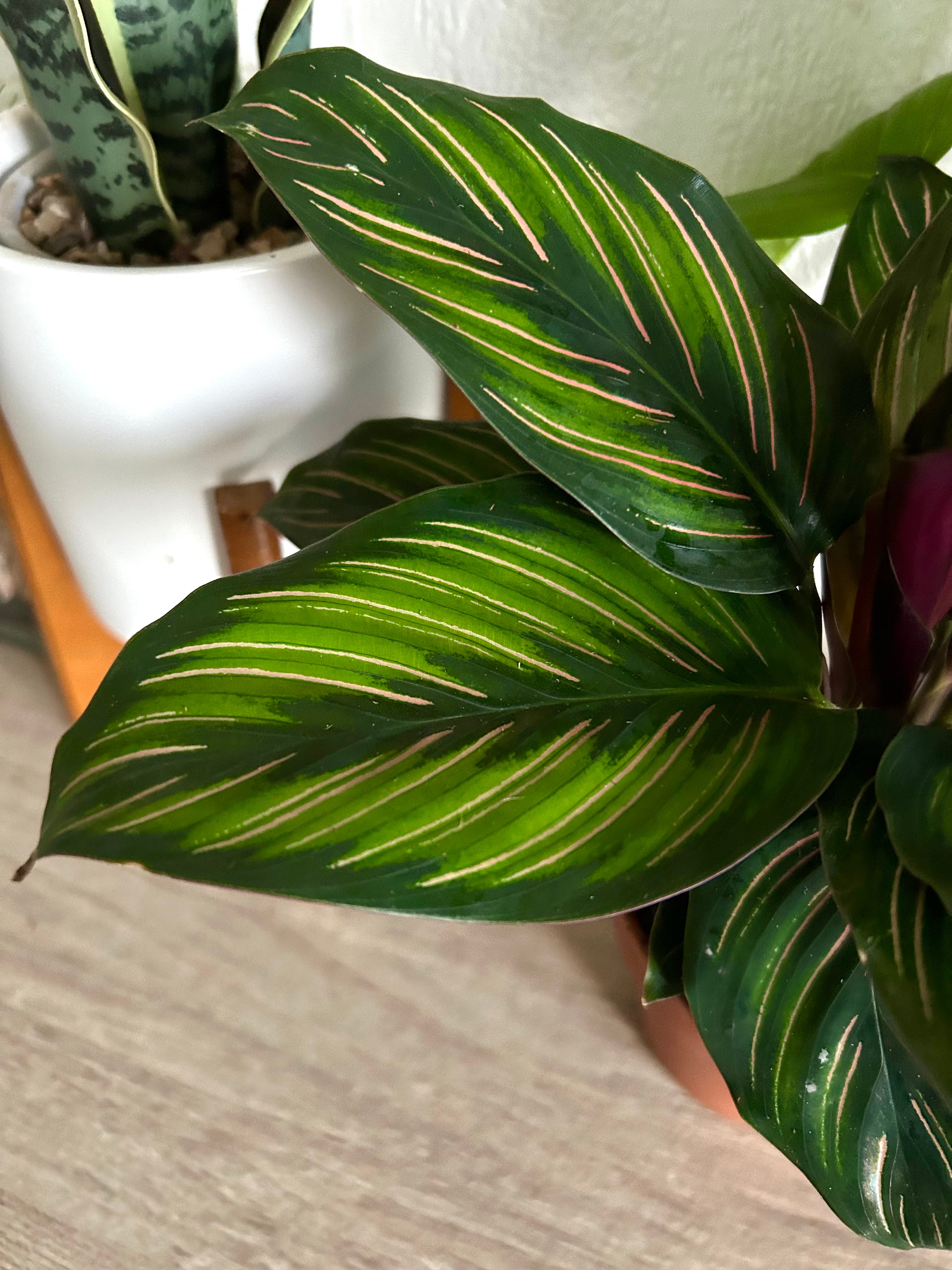 Calathea Beauty Star