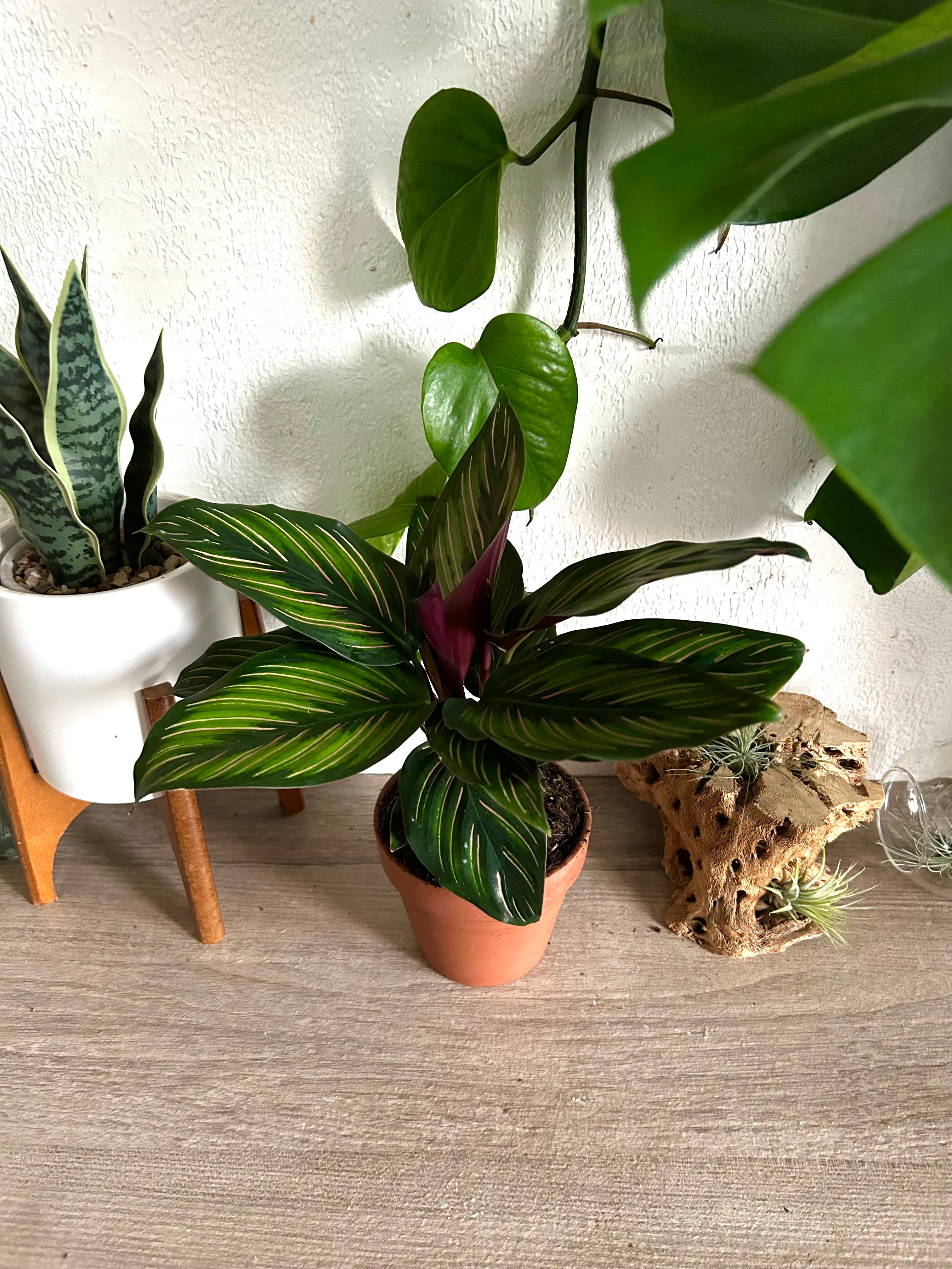 Calathea Beauty Star