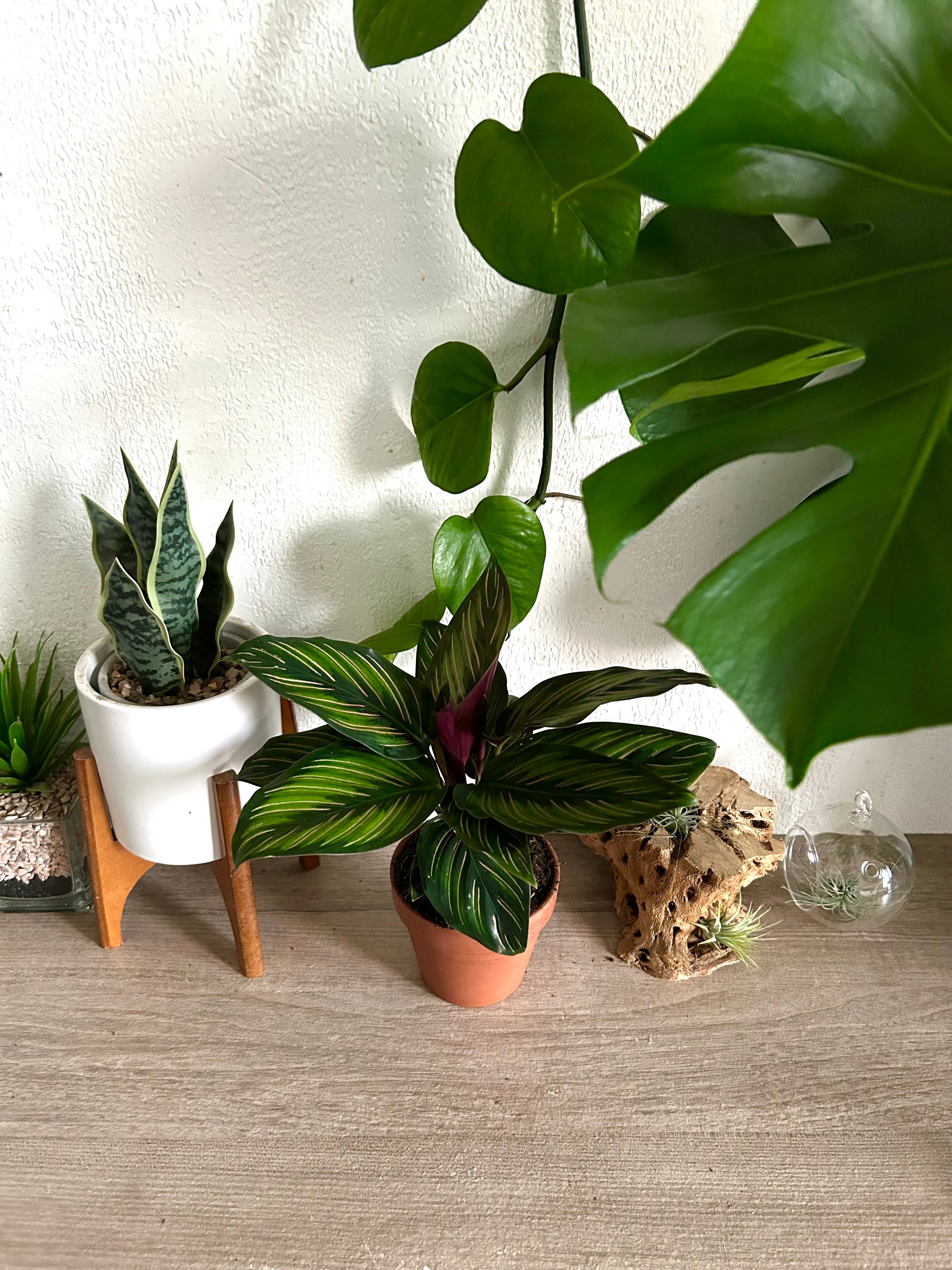 Calathea Beauty Star