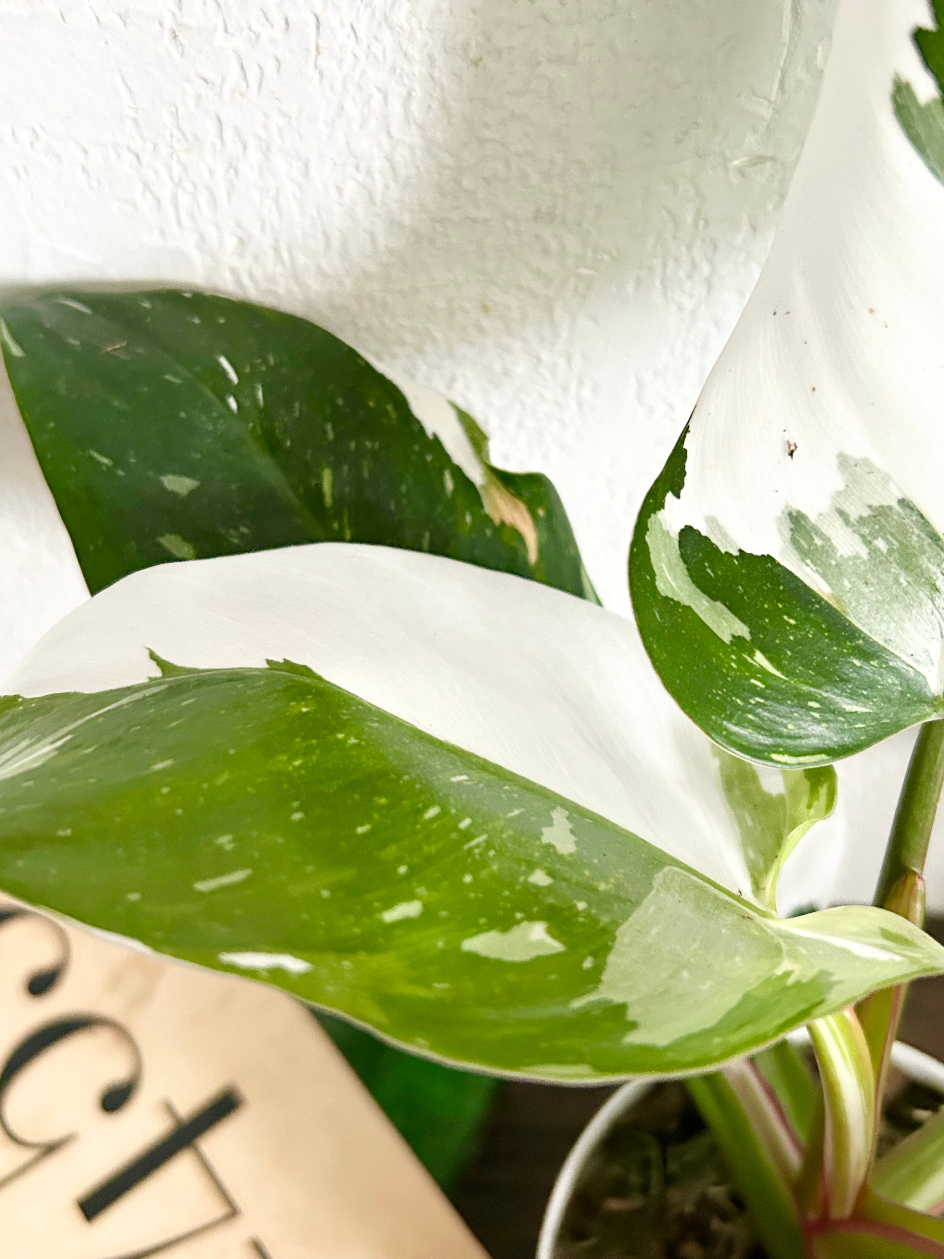 Rare Philodendron White Wizard