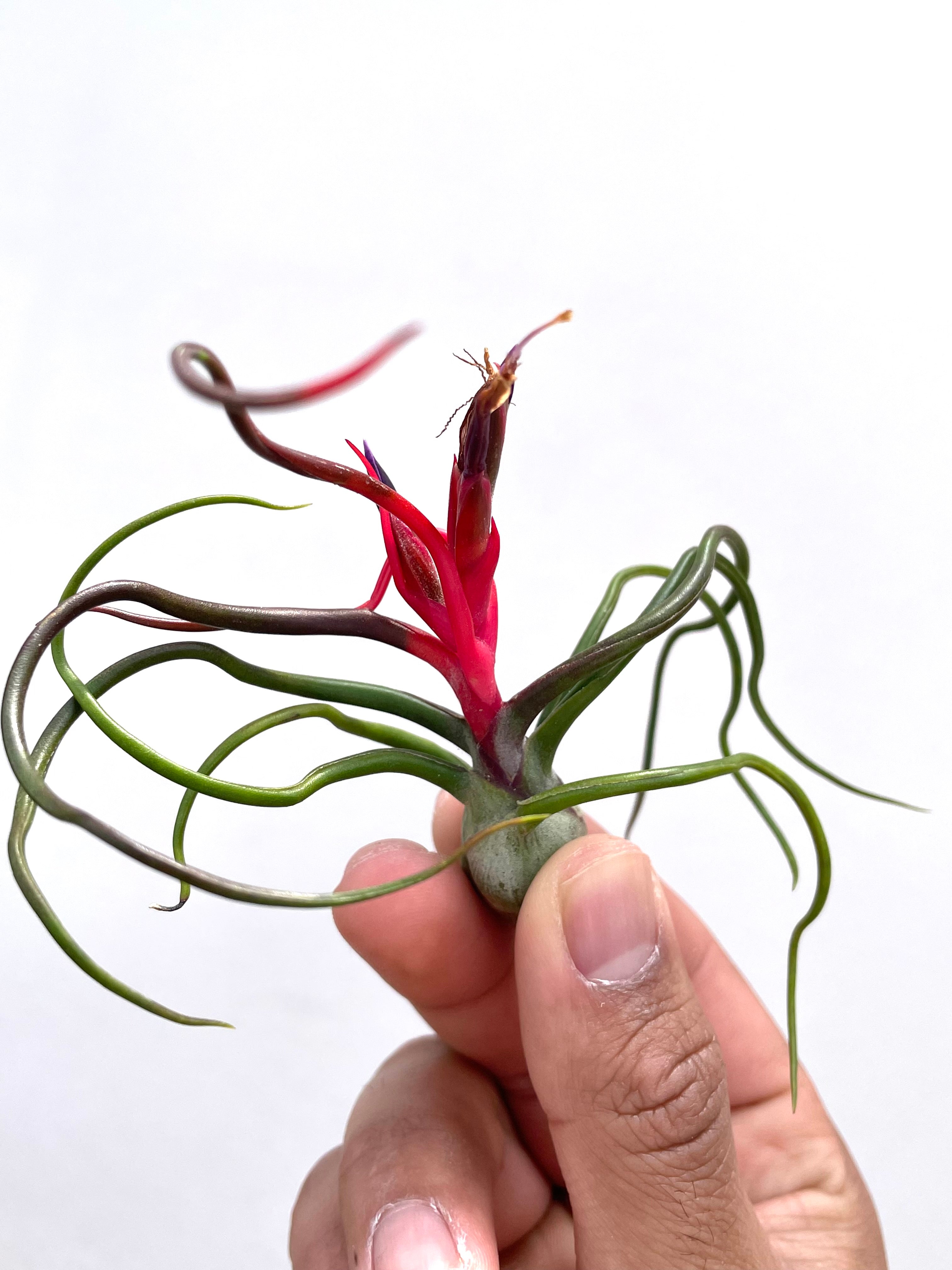 3 Pack “Red Spider” Tillandsia Bulbosa Air Plant