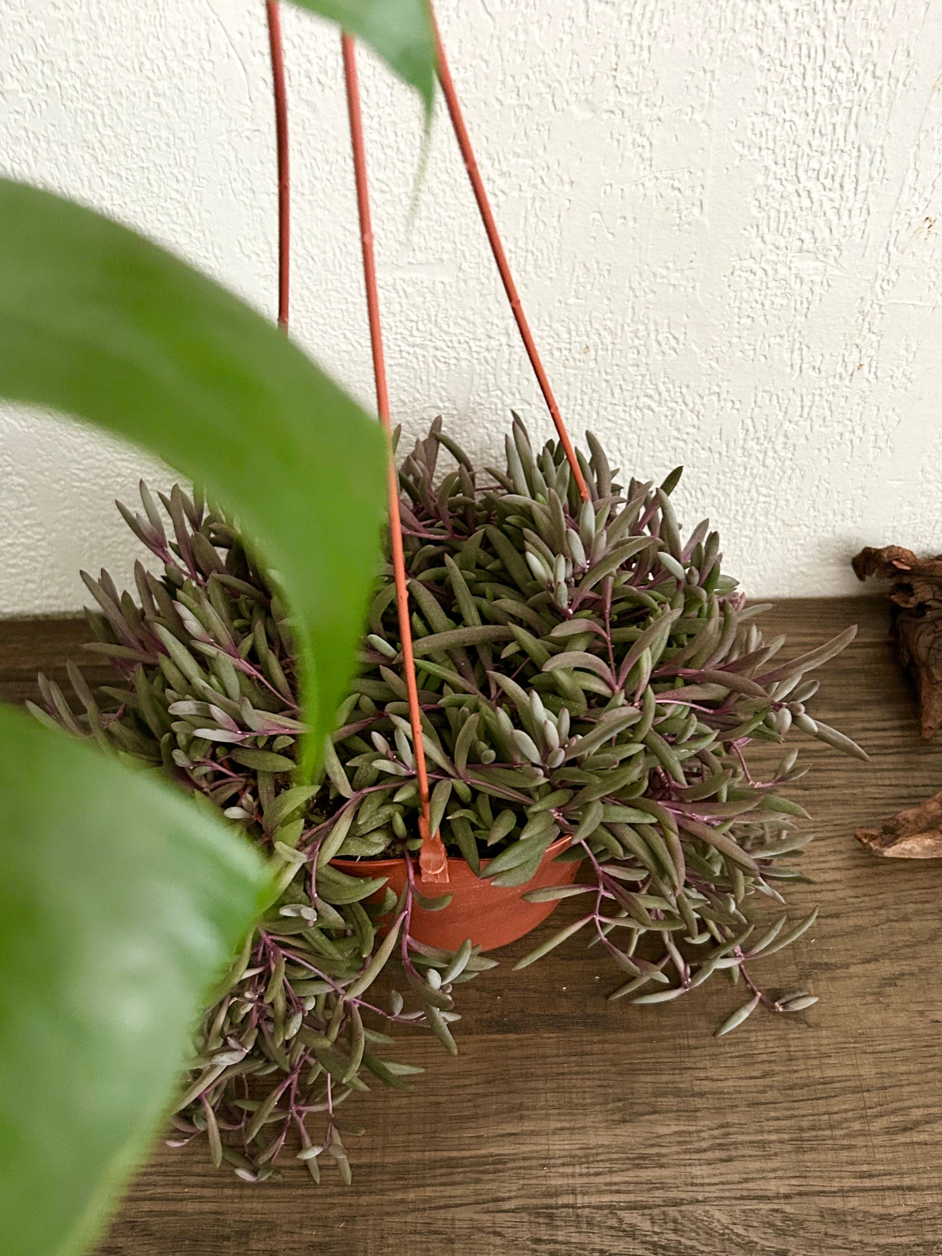 String of Rubies Succulent In 6” Hanging Pot