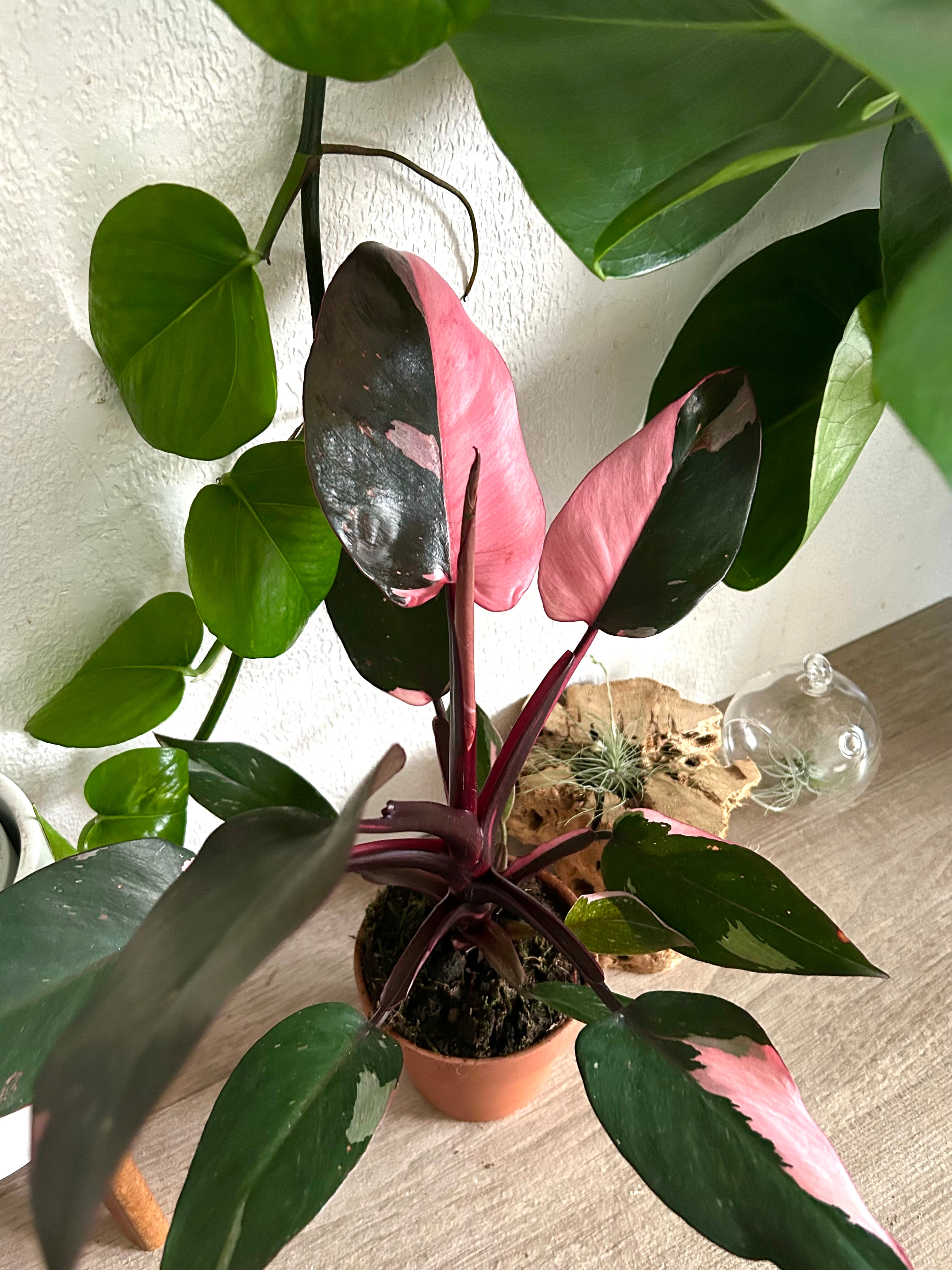 Pink Princess Philodendron