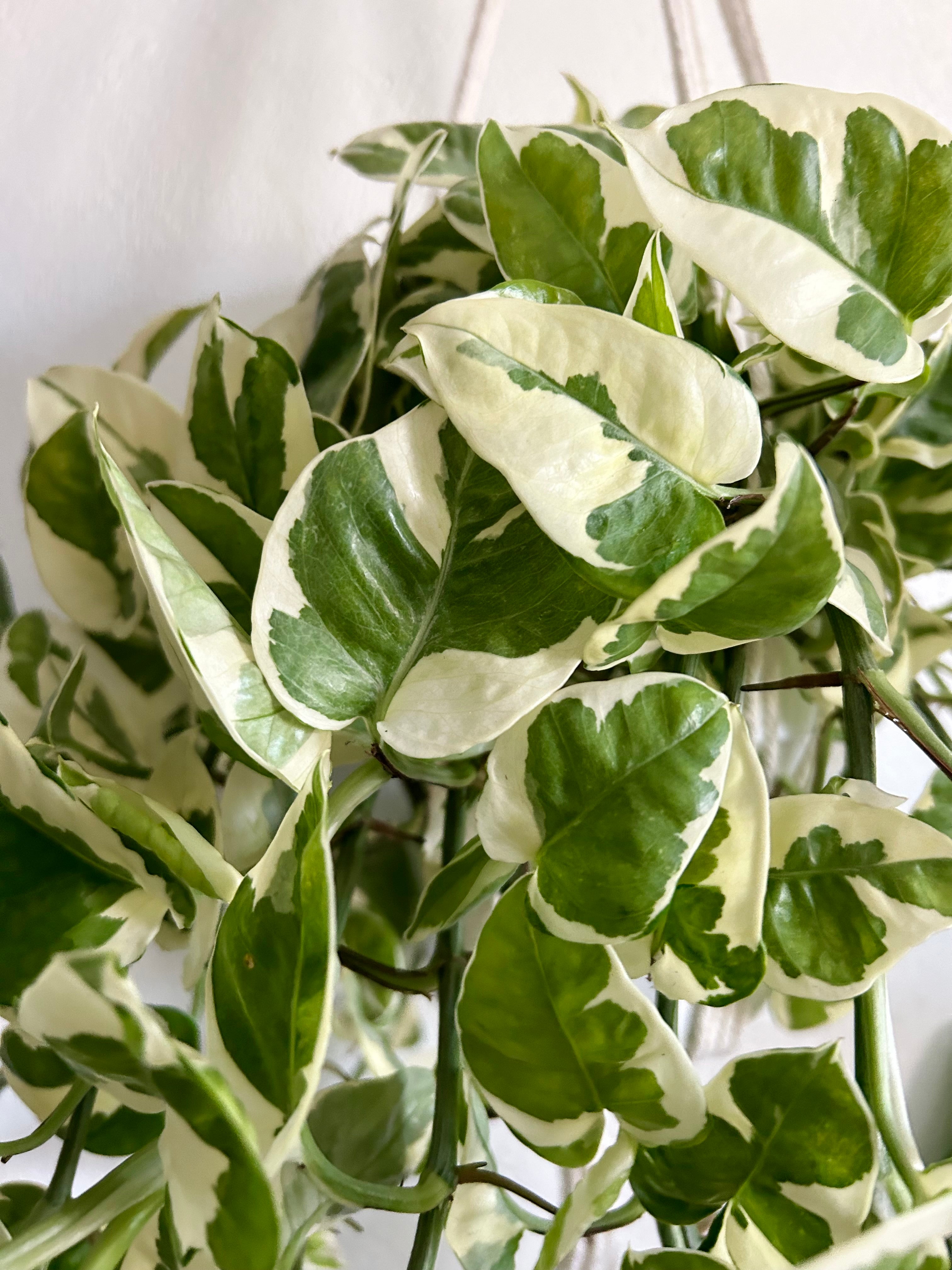 Pothos N’ Joy In 6” Hanging Pot