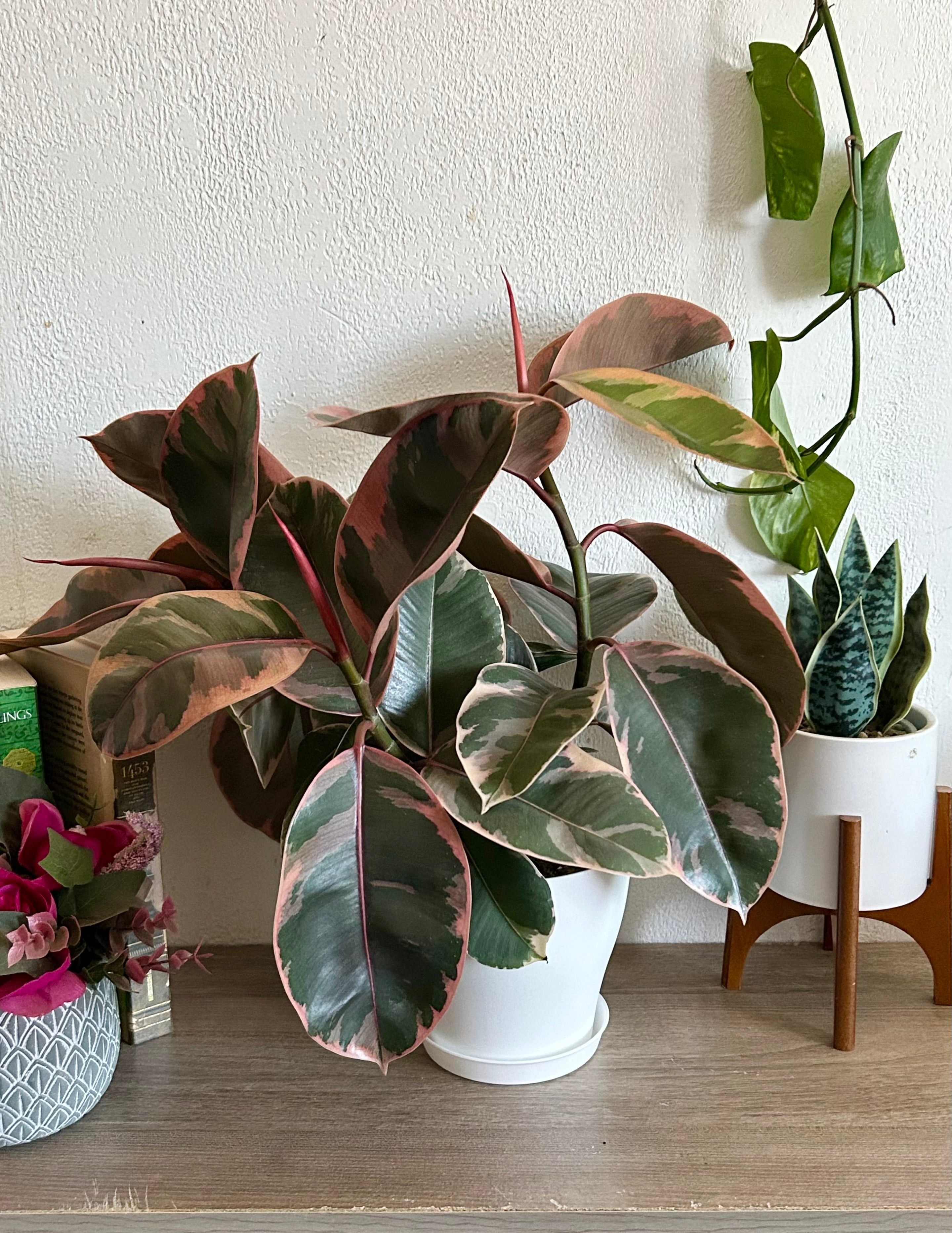 Ficus Tineke, Ruby Rubber Tree