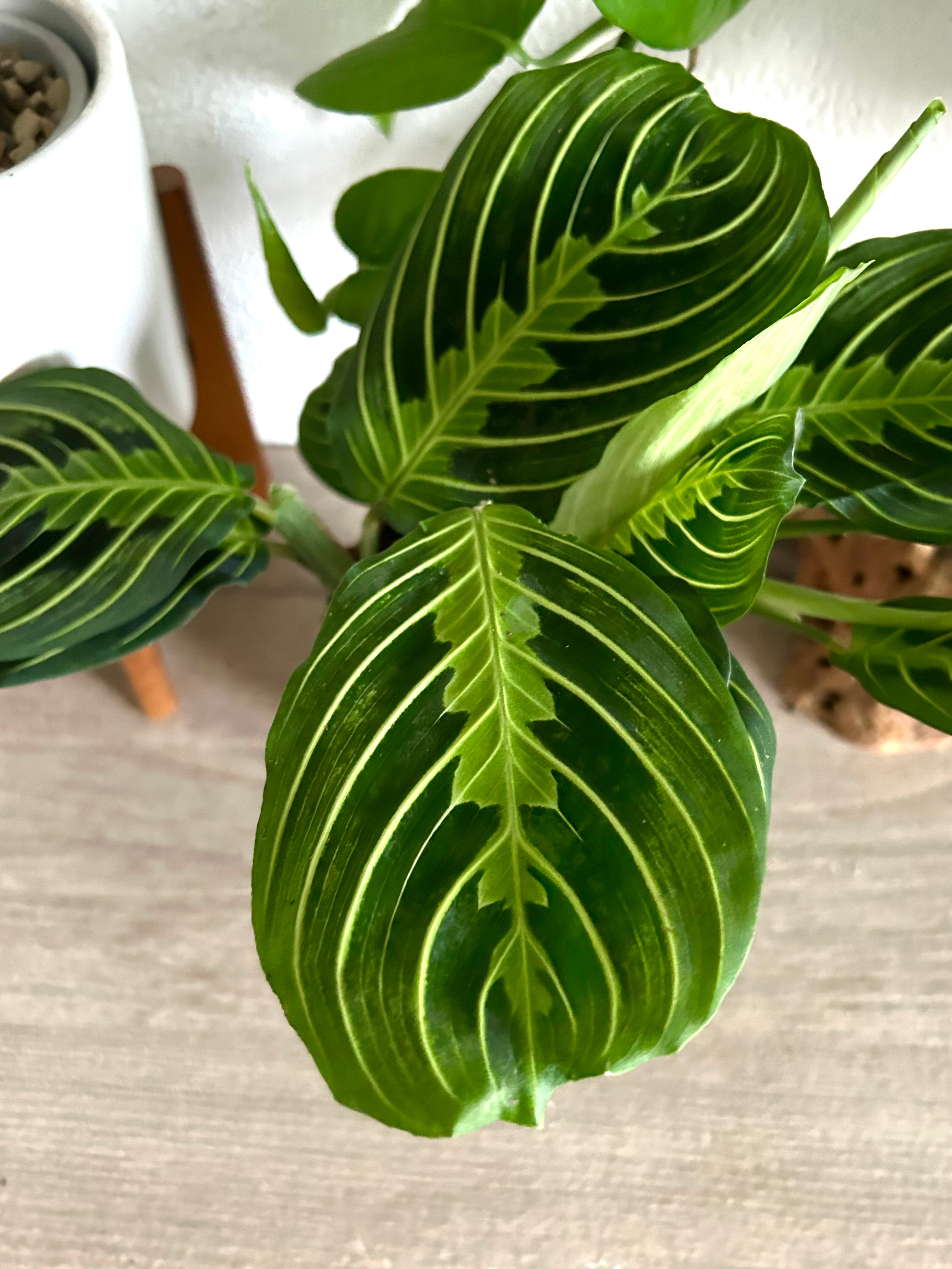 Maranta Lemon Lime