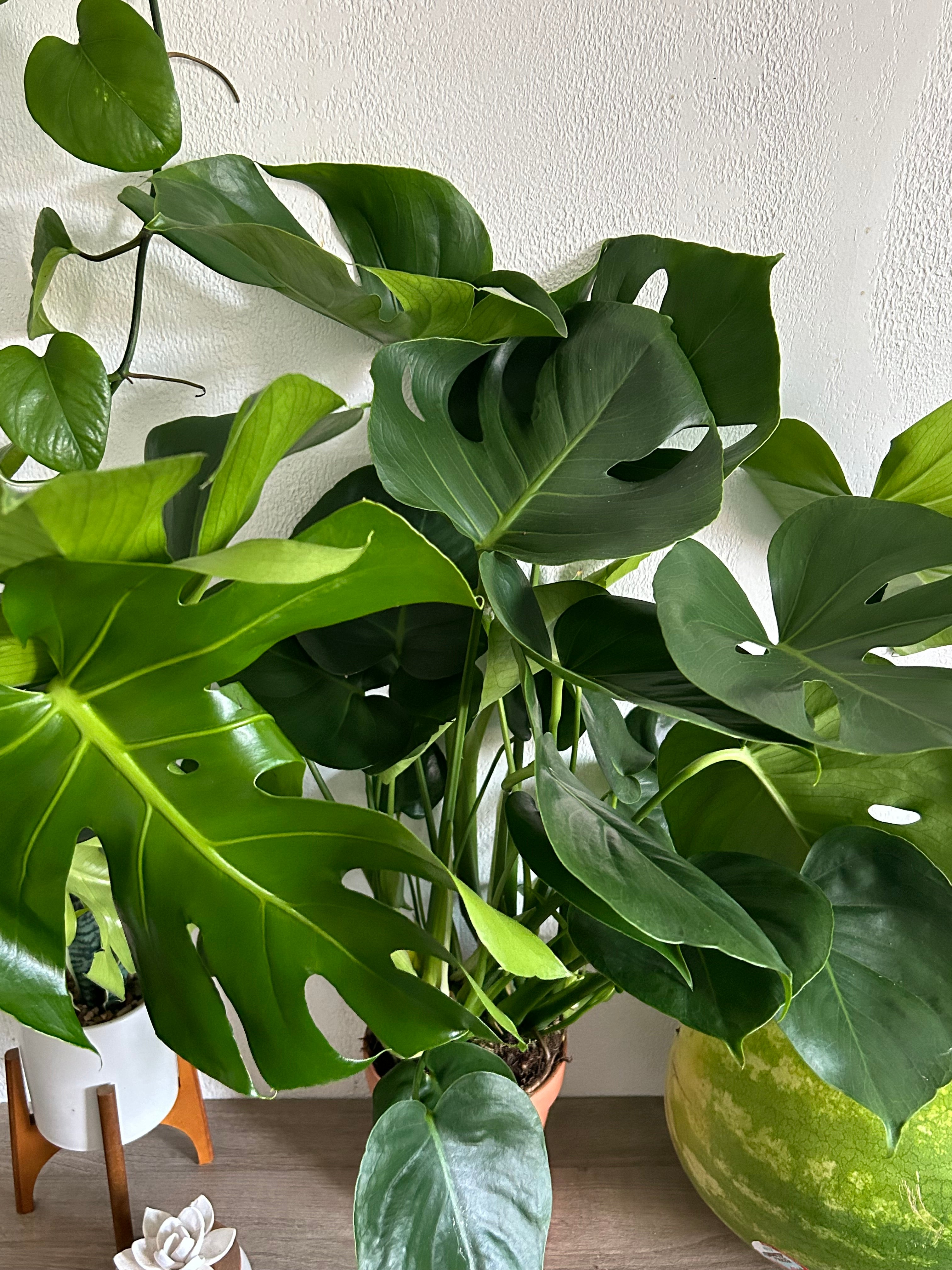 Huge Monstera Deliciosa Swiss Cheese