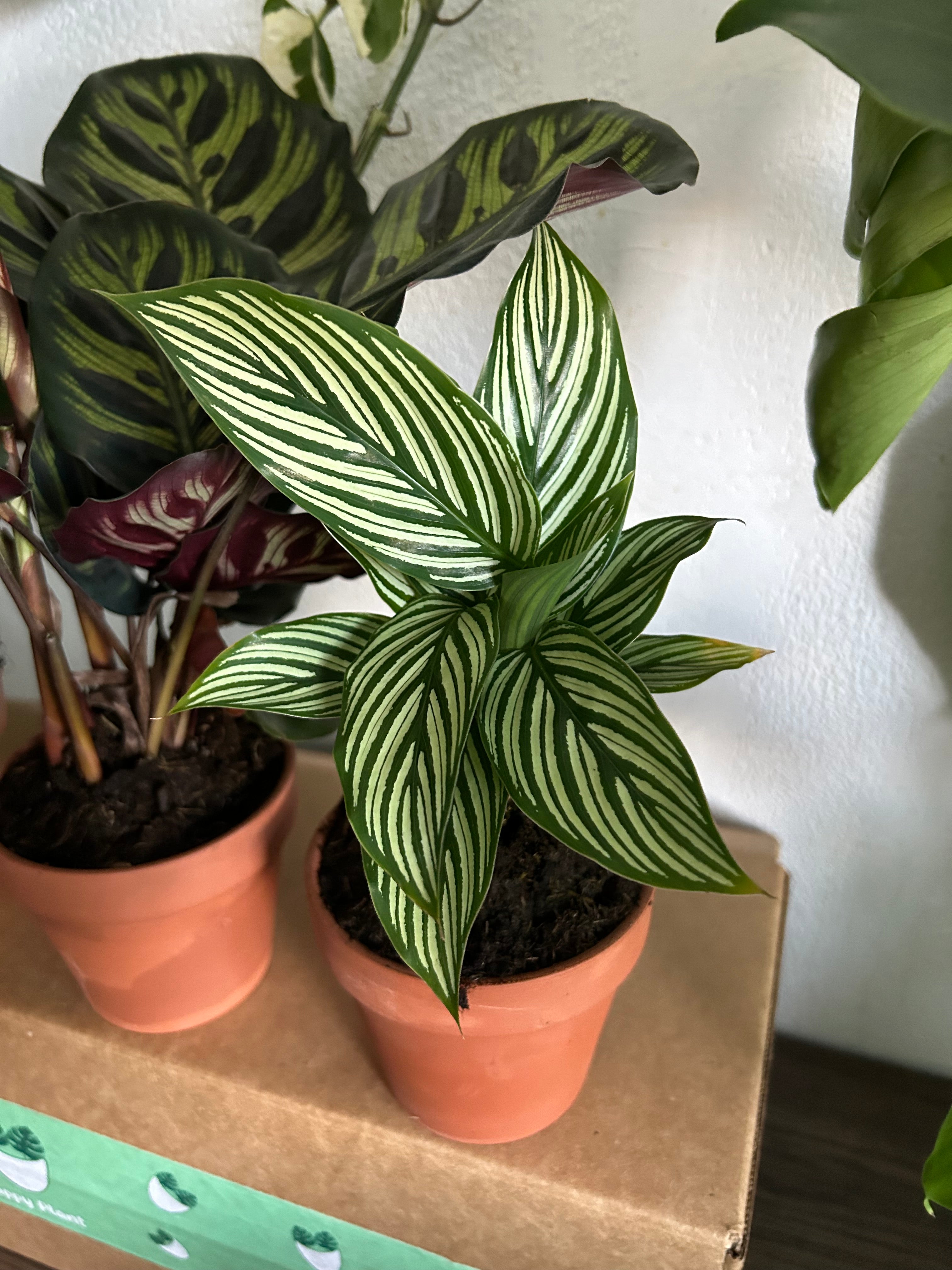 Mystery Plant Bundle - 3 Assorted House Plants