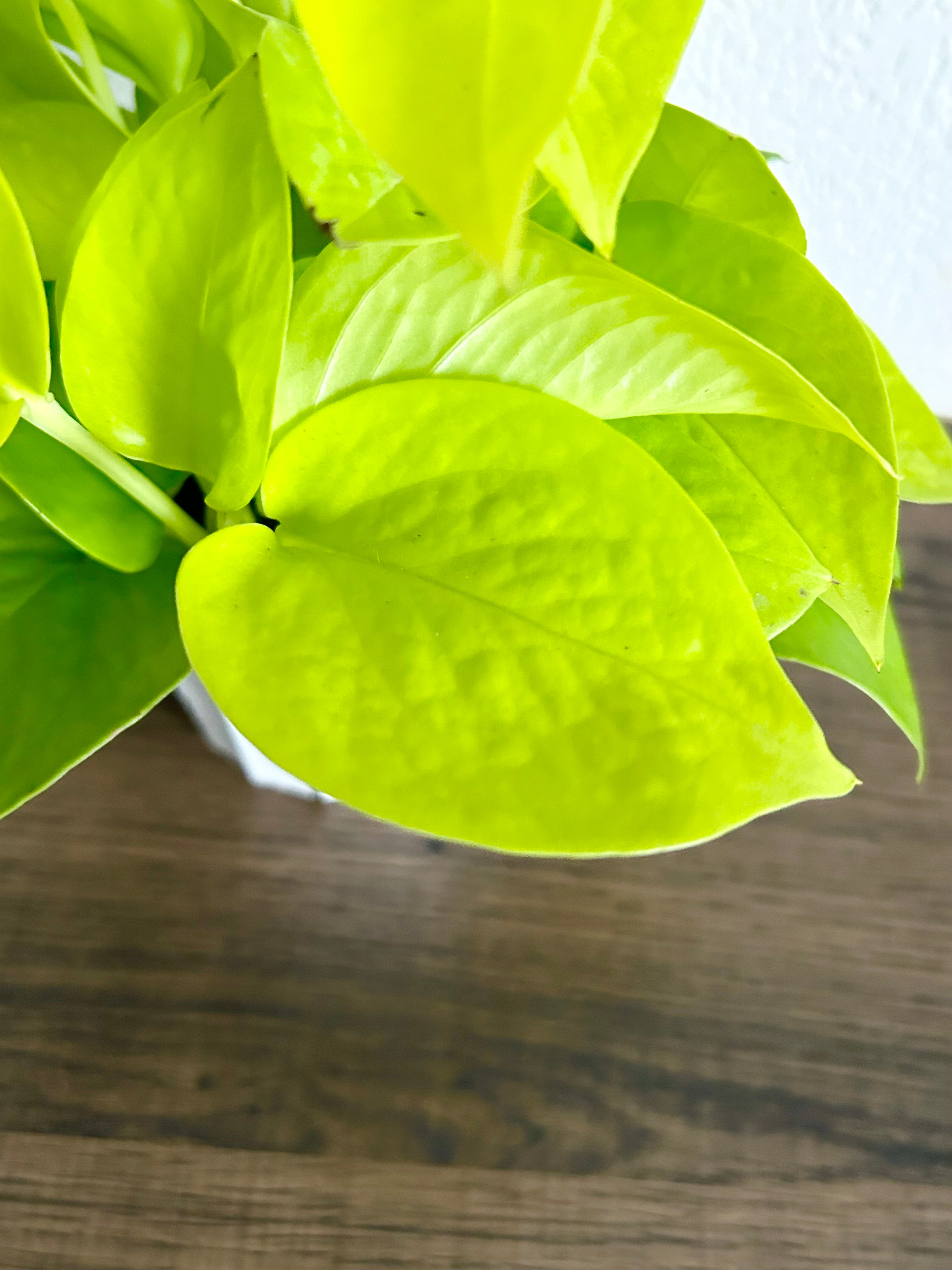 Pothos Neon