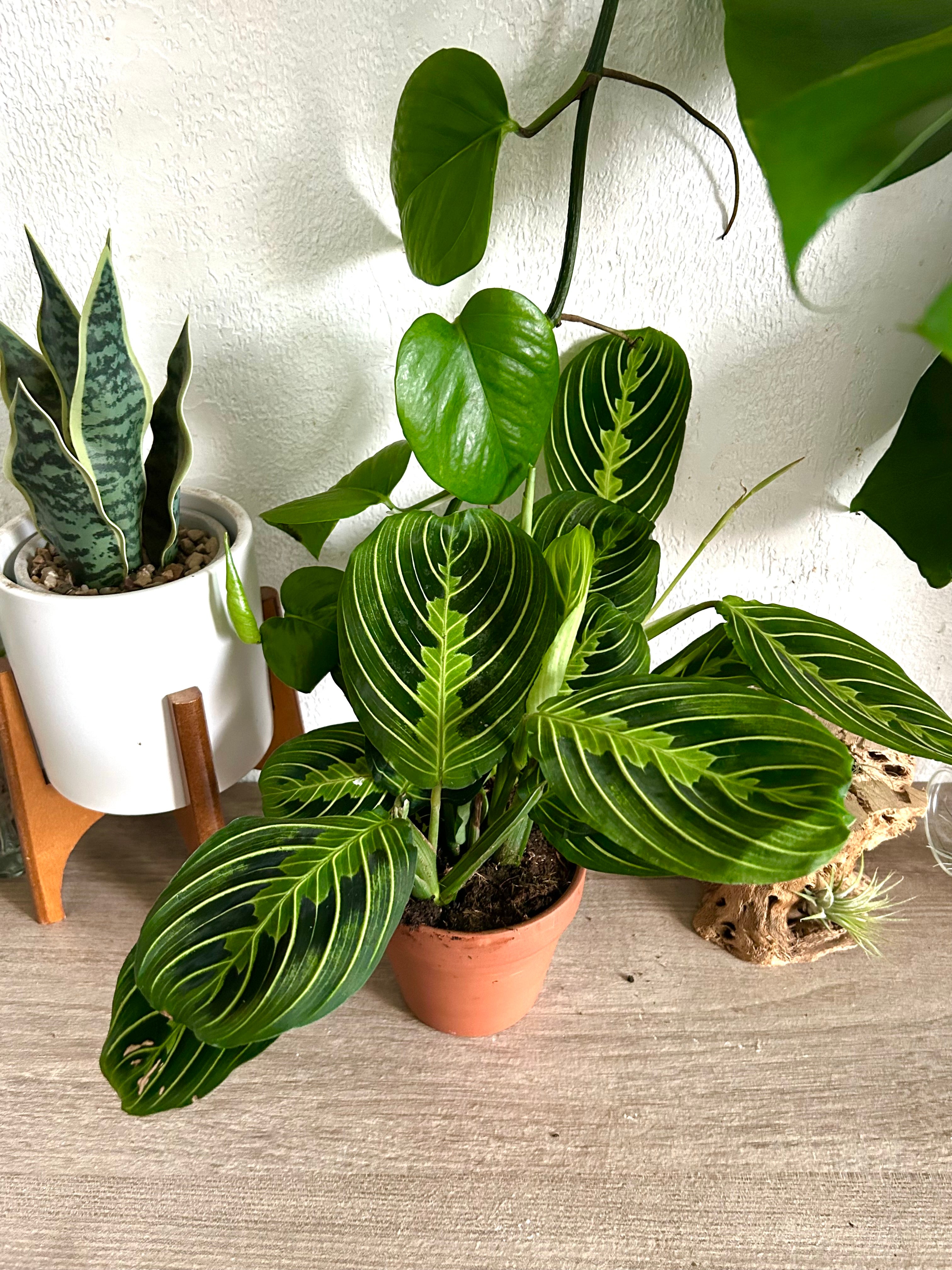 Maranta Lemon Lime Prayer Plant