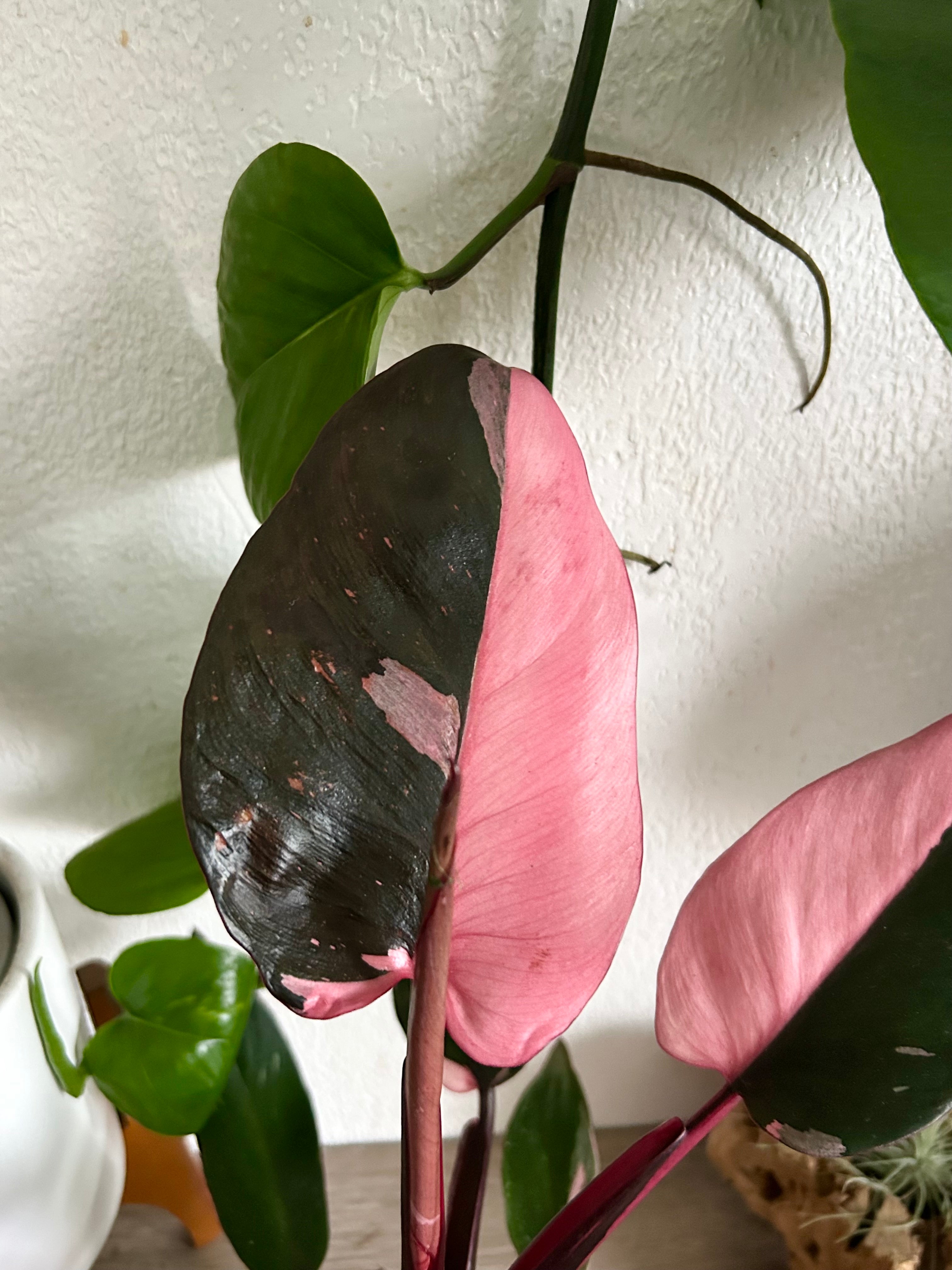 Pink Princess Philodendron