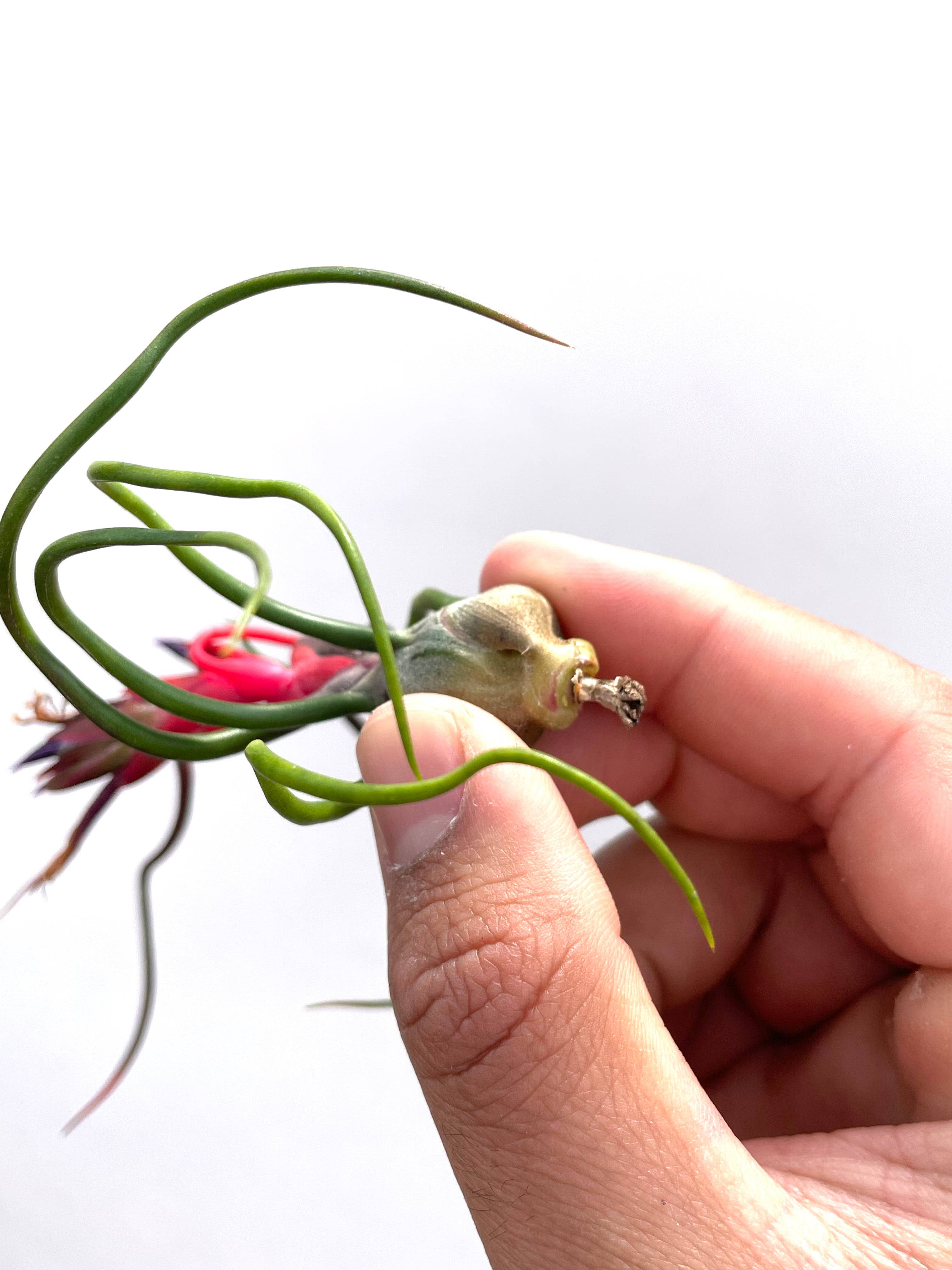 3 Pack “Red Spider” Tillandsia Bulbosa Air Plant