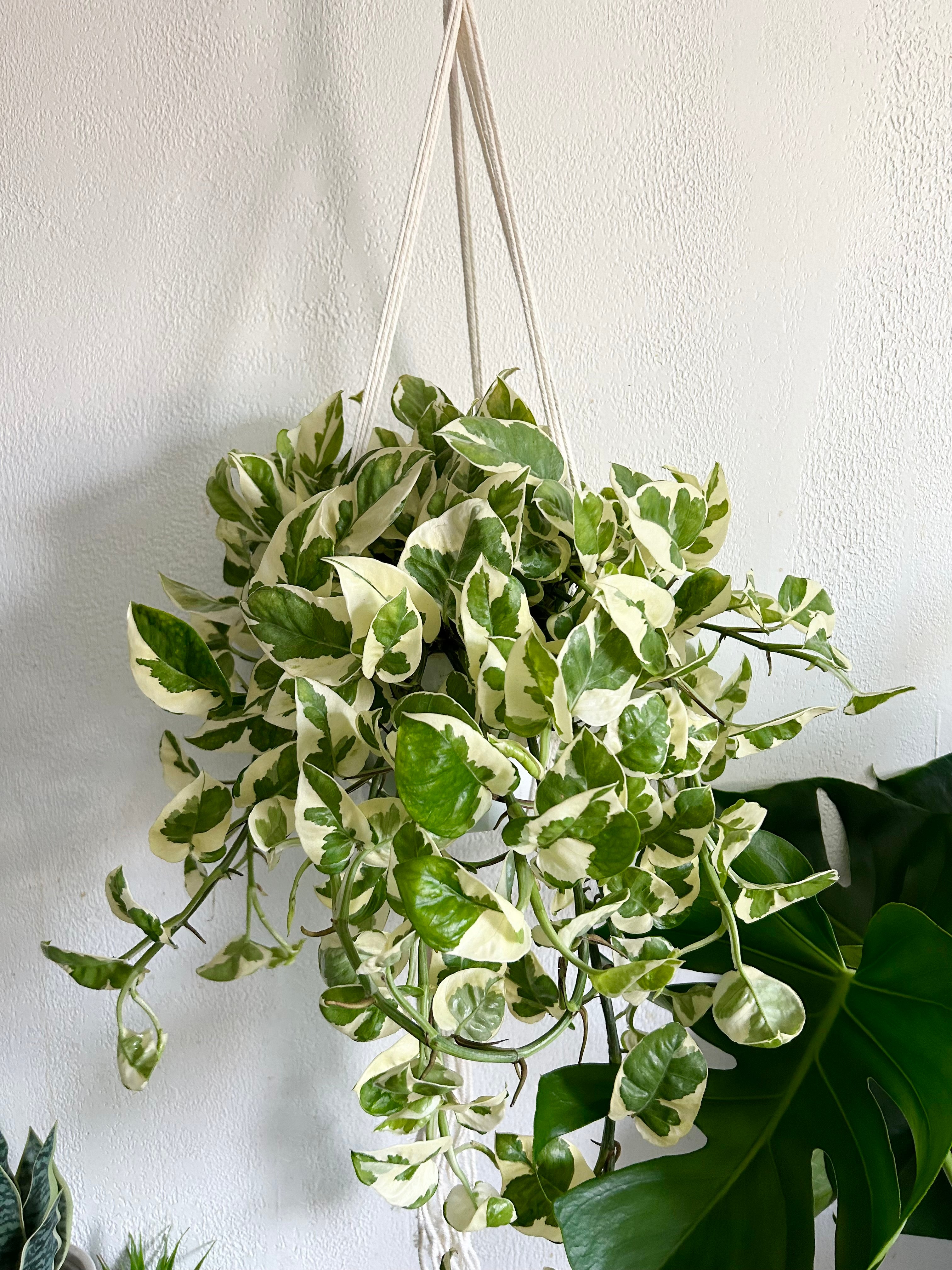 Pothos N’ Joy In 6” Hanging Pot