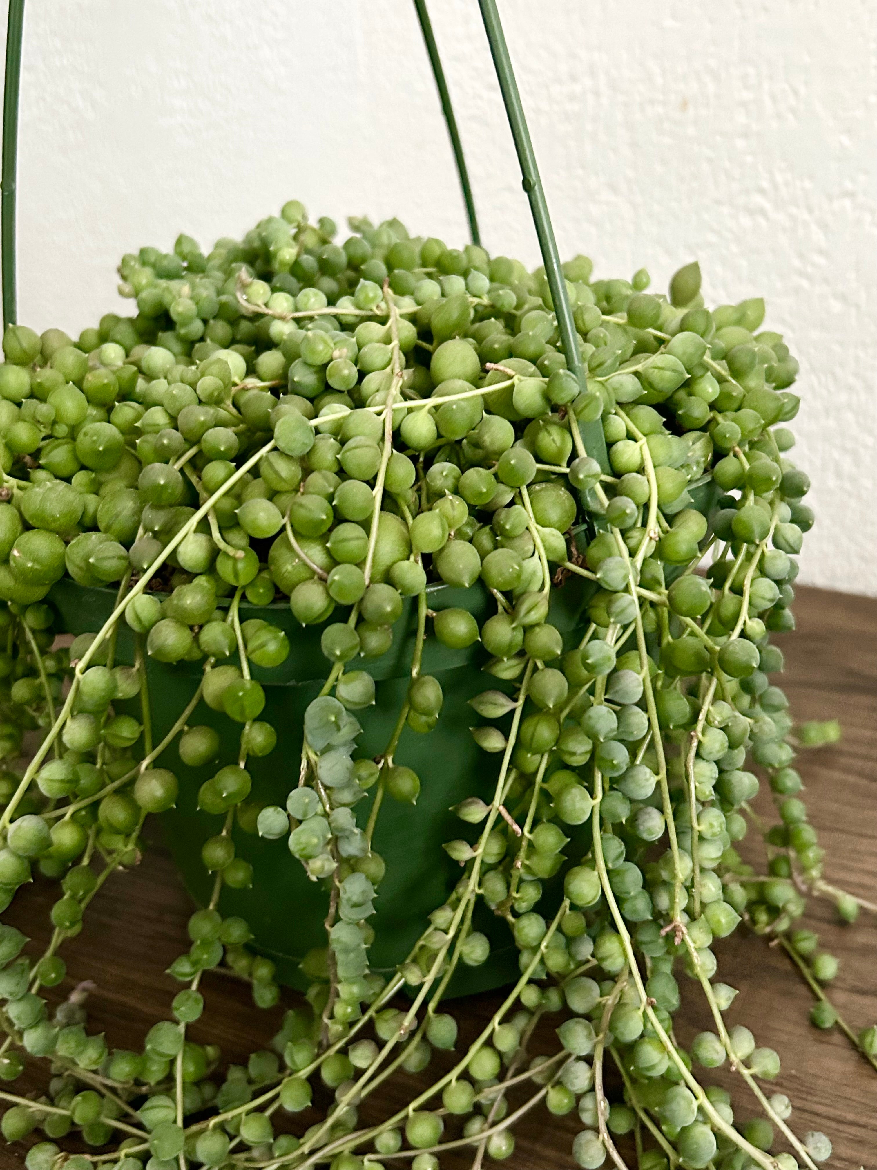 String of Pearls Succulent In 6” Hanging Pot