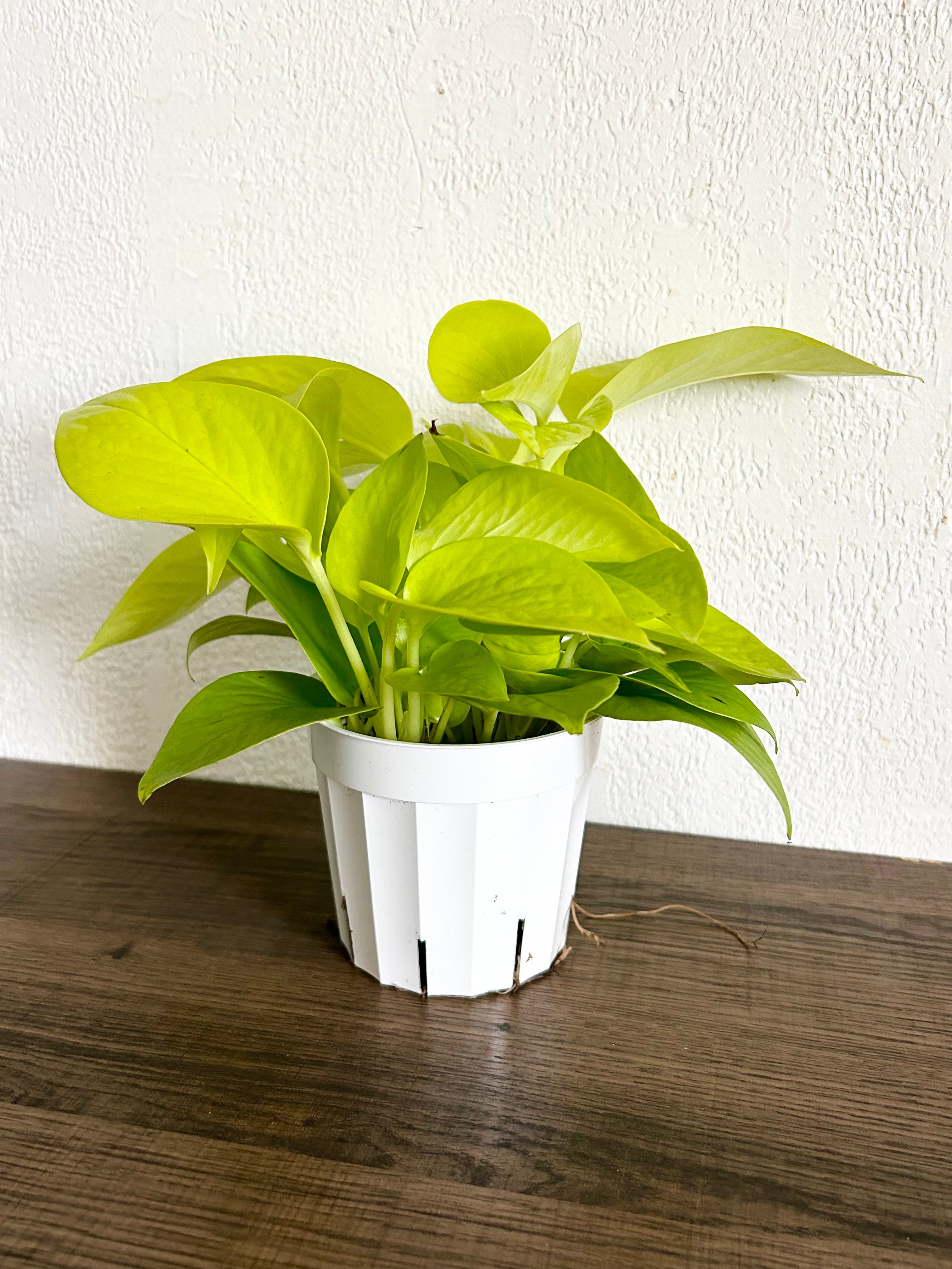 Pothos Neon