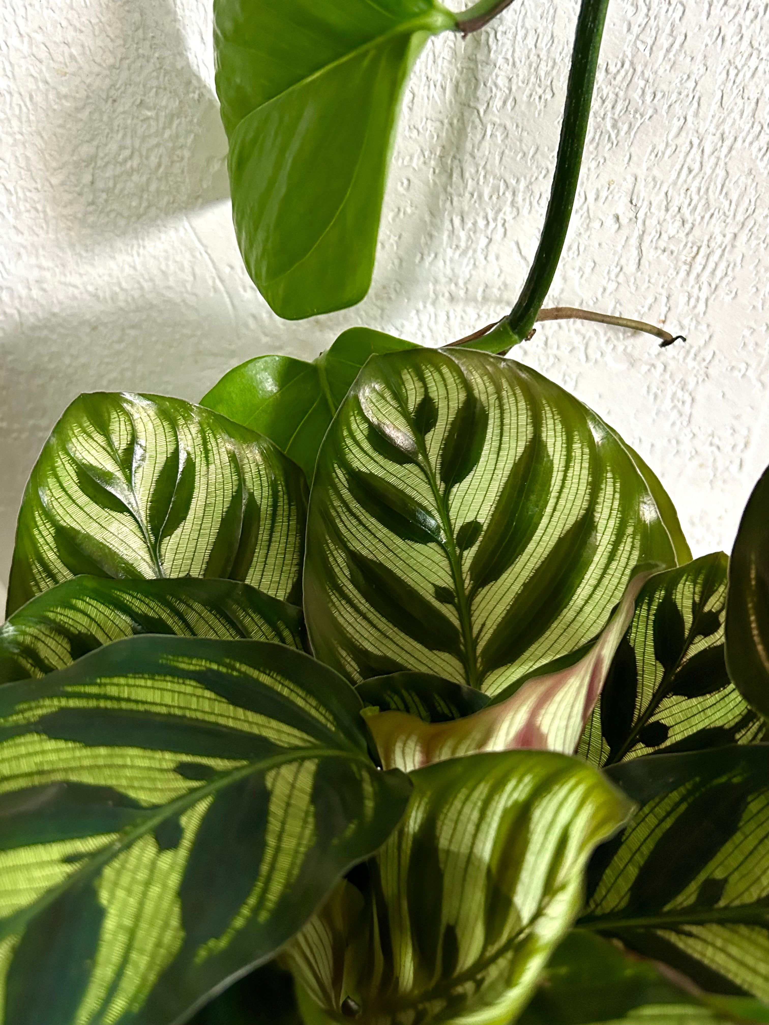 Calathea Makoyana - Peacock Plant