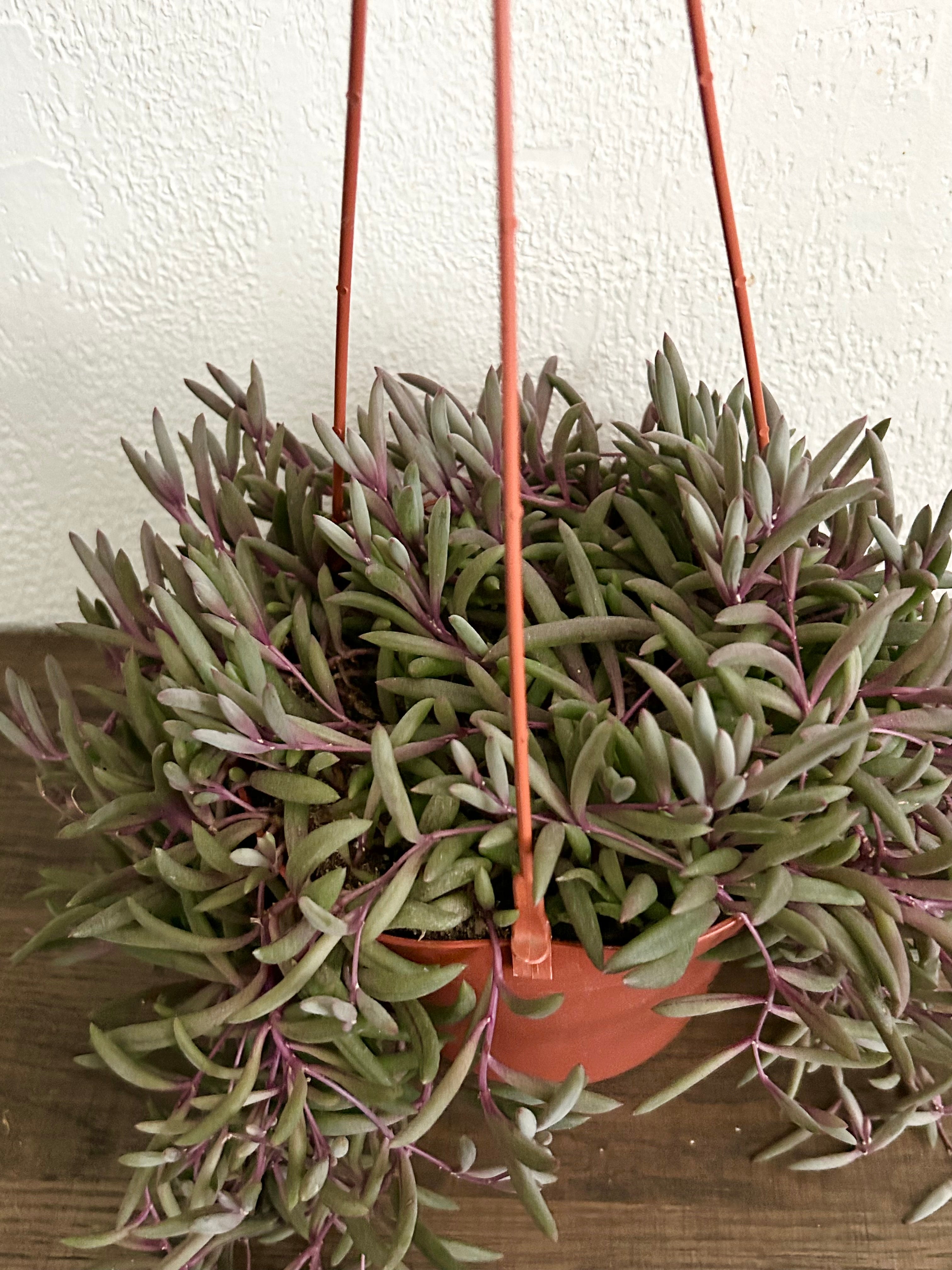 String of Rubies Succulent In 6” Hanging Pot