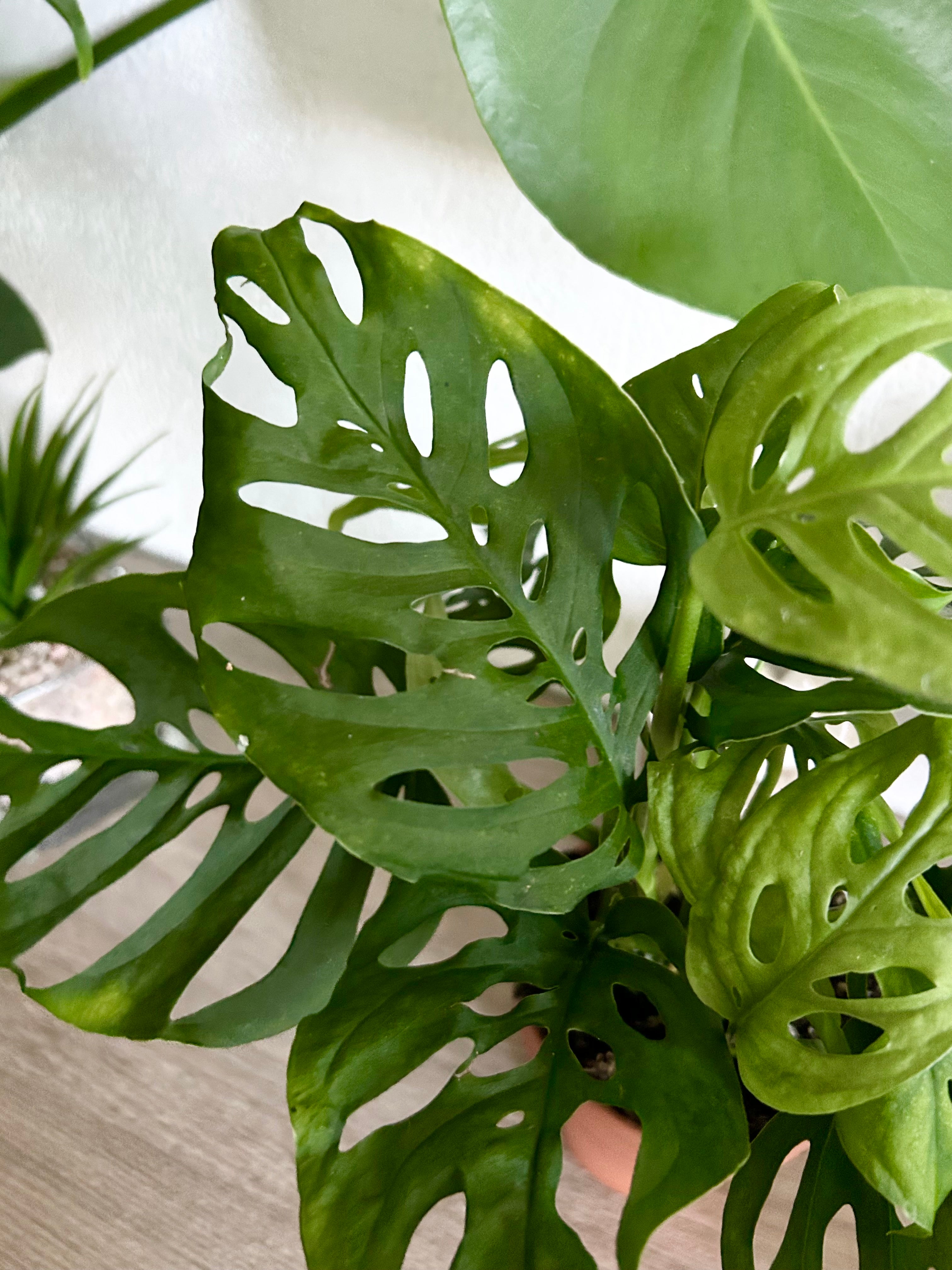 Monstera Adansonii - Swiss Cheese Plant