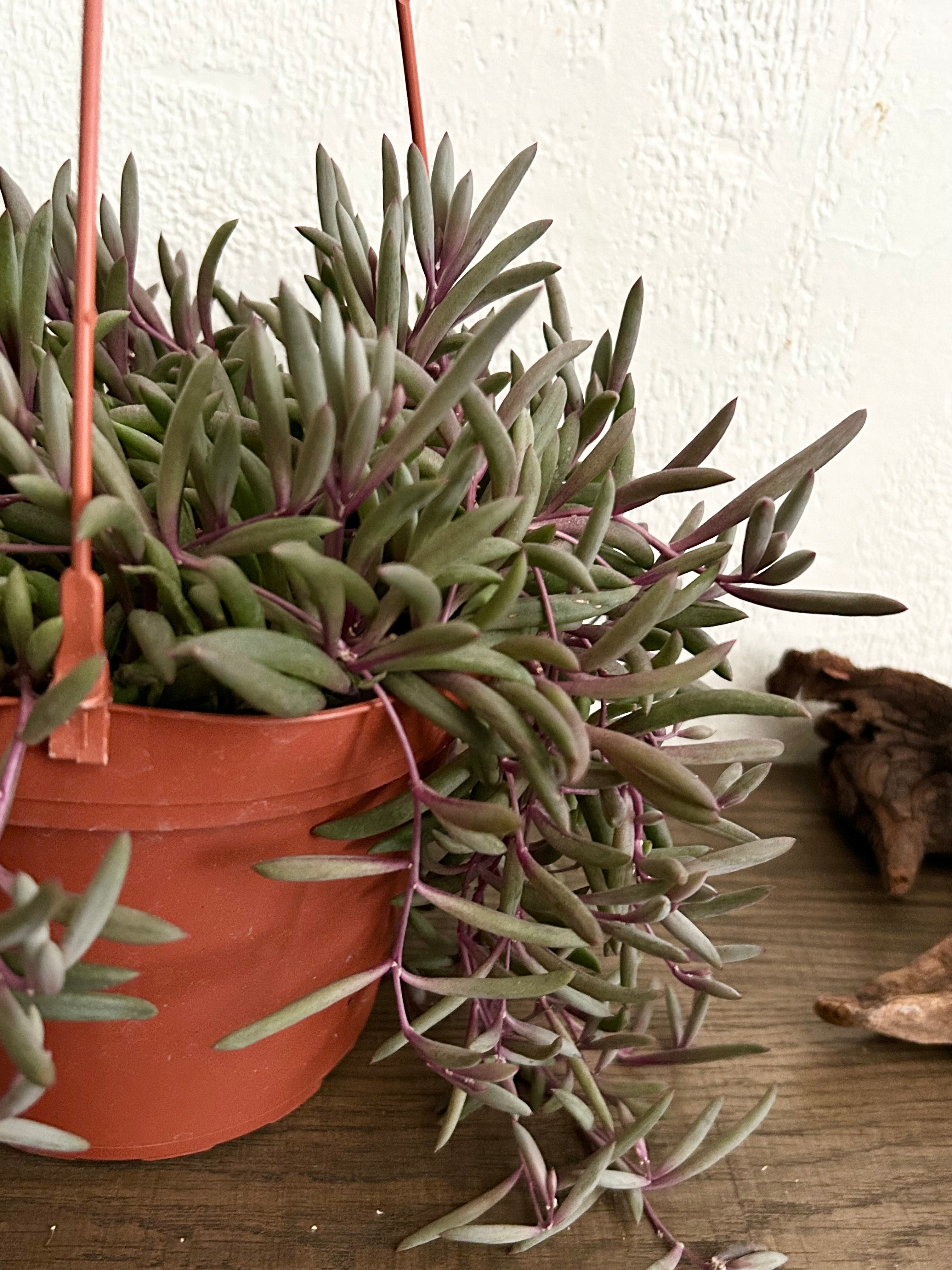 String of Rubies Succulent In 6” Hanging Pot