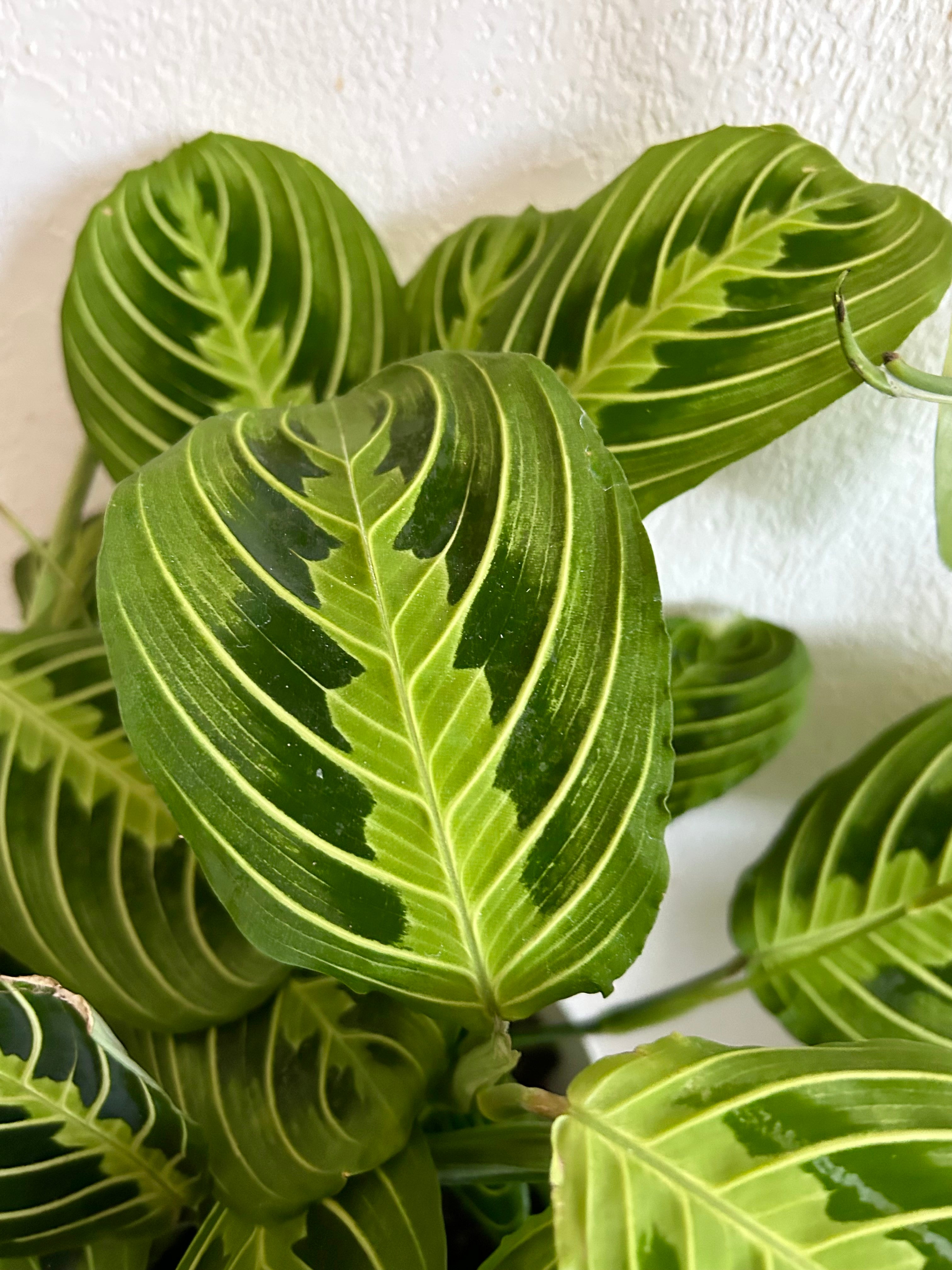 Large Maranta Lemon Lime Prayer Plant