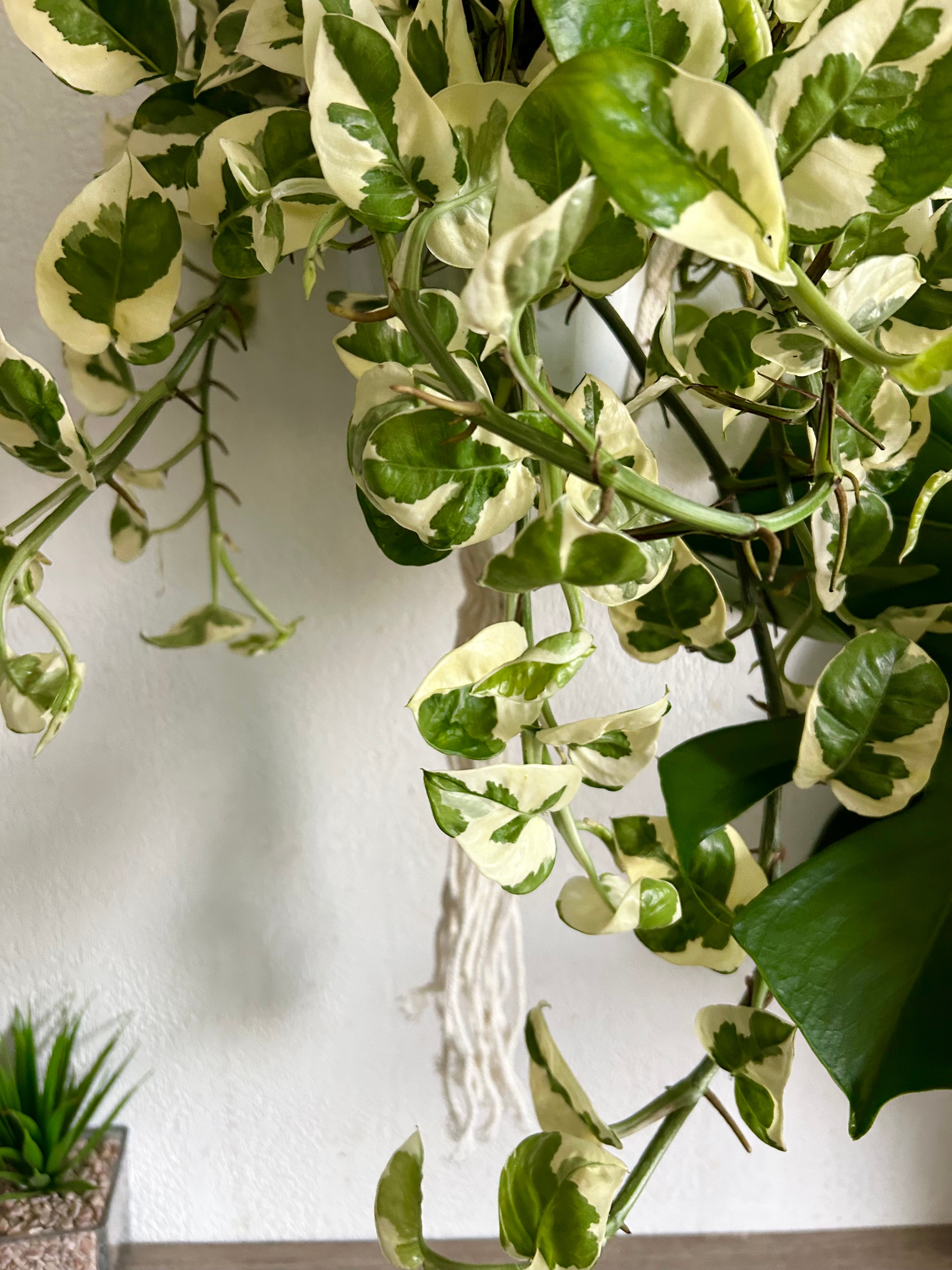 Pothos N’ Joy In 6” Hanging Pot