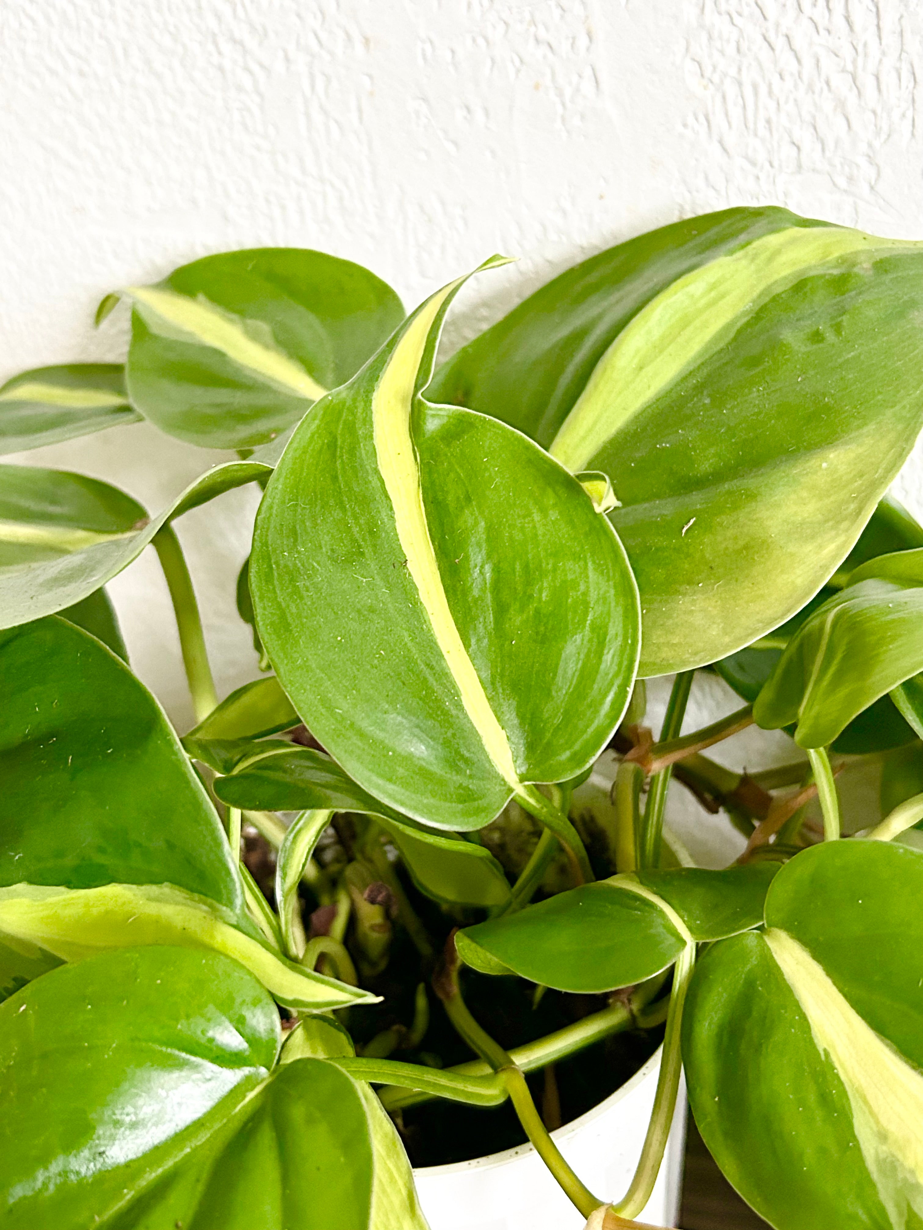 Philodendron Brasil