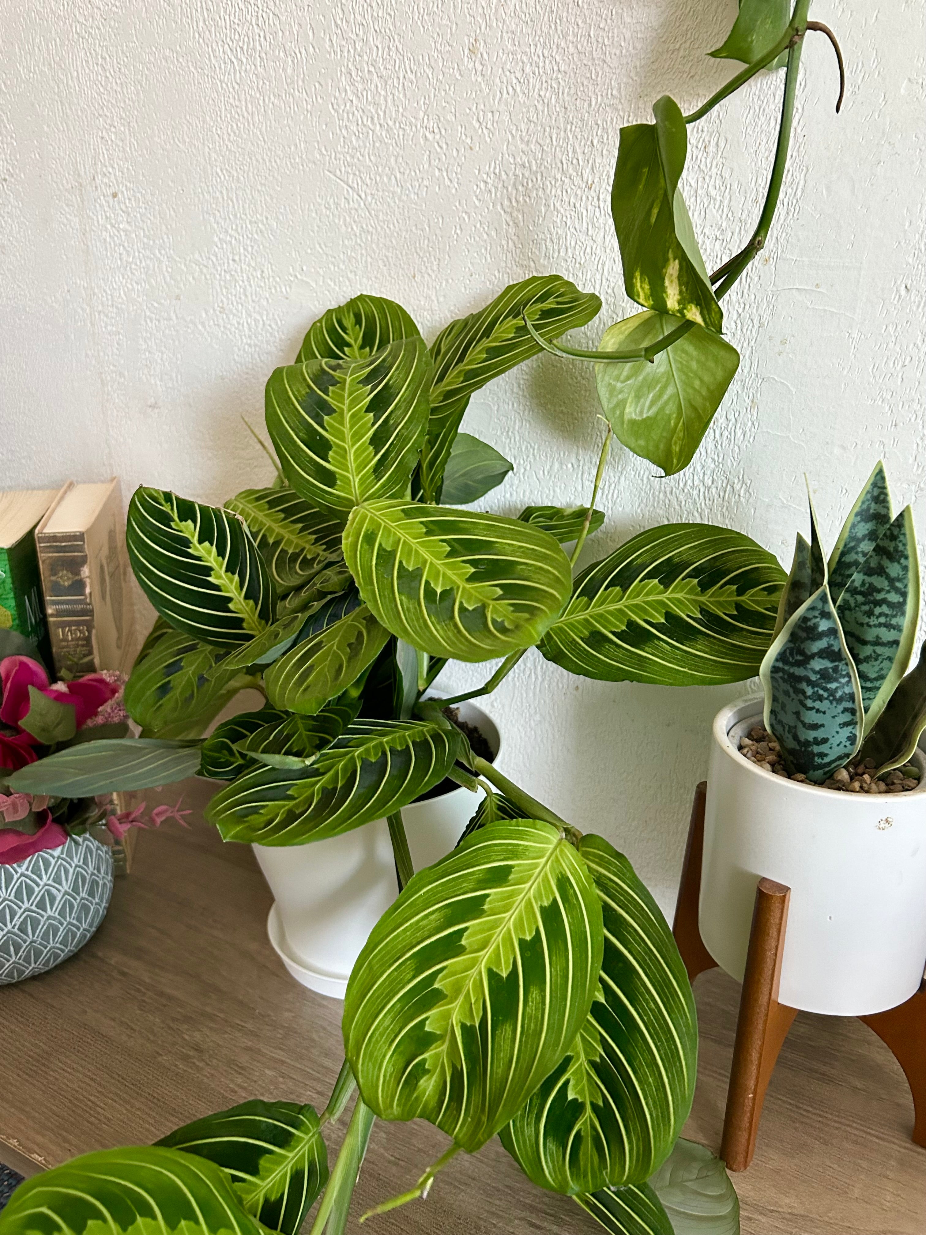 Large Maranta Lemon Lime Prayer Plant