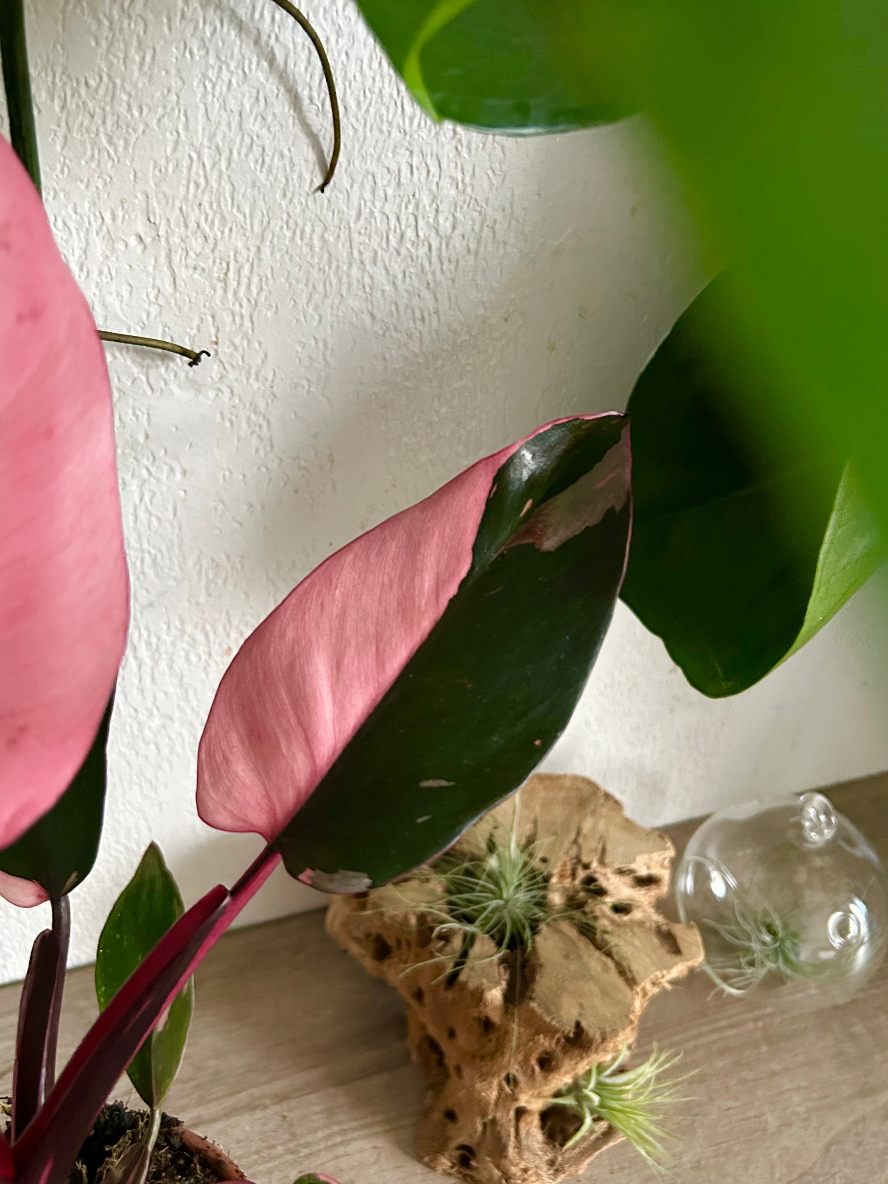 Pink Princess Philodendron